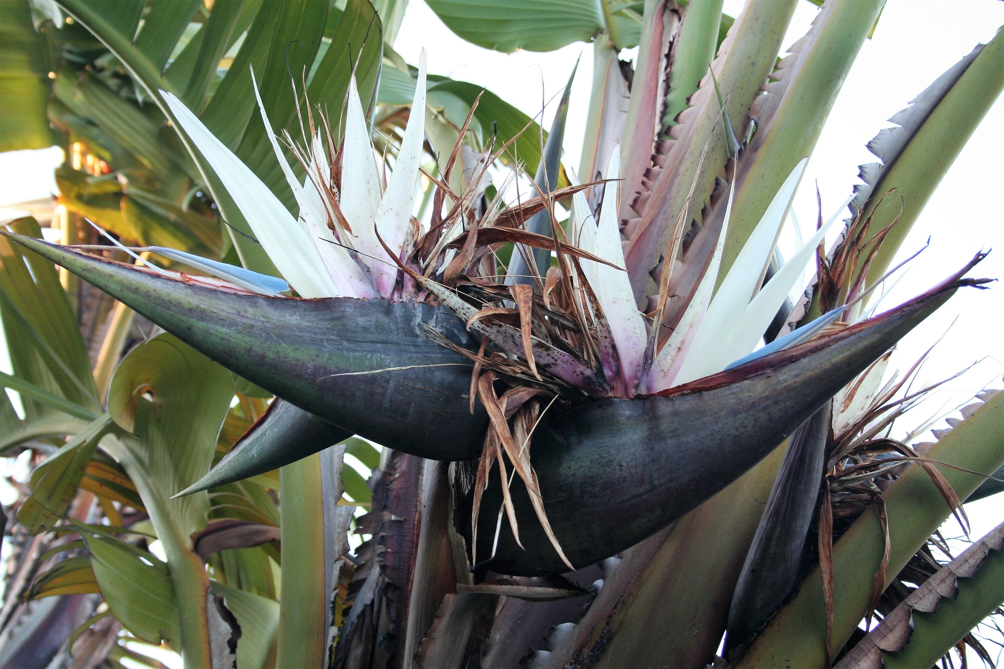 5 GIANT BIRD OF PARADISE Tree Strelitzia Nicolai Wild Banana White Crane Blue Purple Flower Houseplant Seeds - Image 13