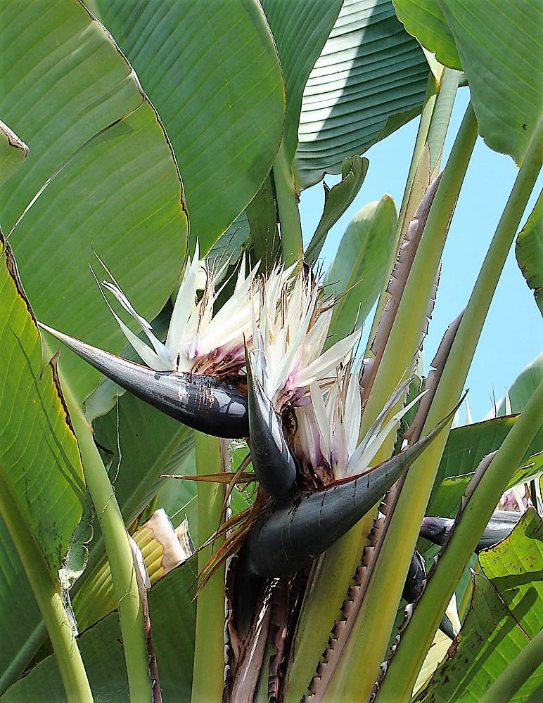 5 GIANT BIRD OF PARADISE Tree Strelitzia Nicolai Wild Banana White Crane Blue Purple Flower Houseplant Seeds - Image 14