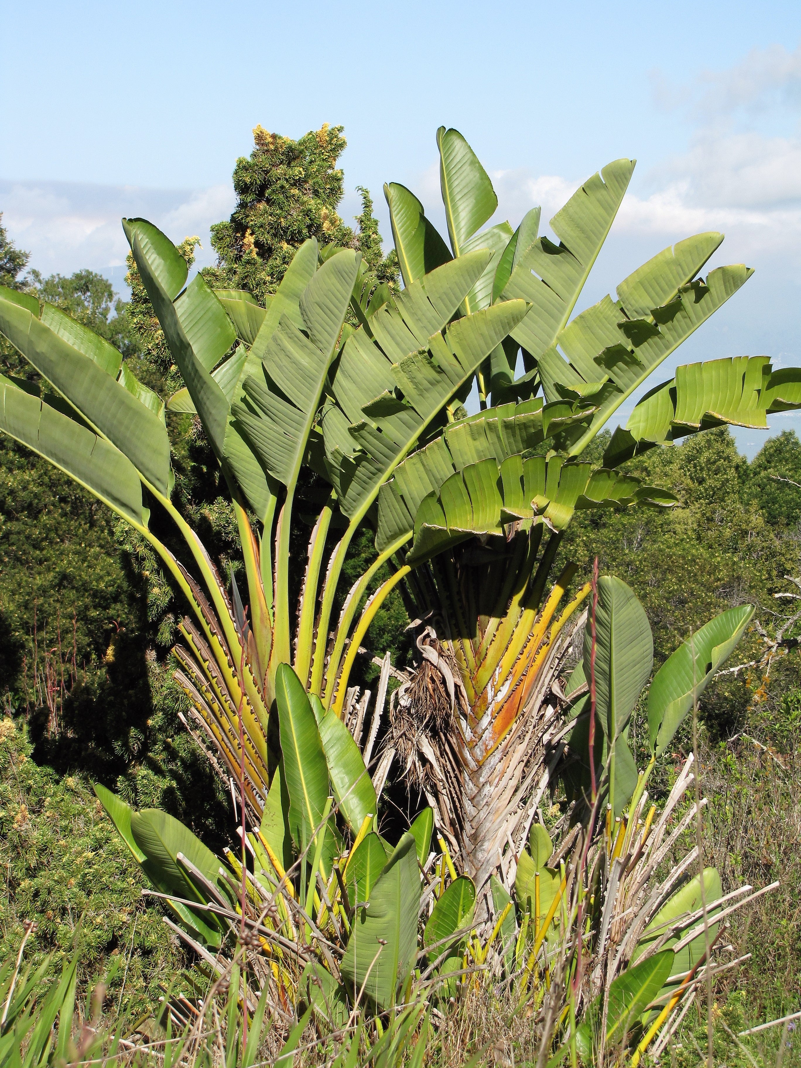 5 GIANT BIRD OF PARADISE Tree Strelitzia Nicolai Wild Banana White Crane Blue Purple Flower Houseplant Seeds - Image 15