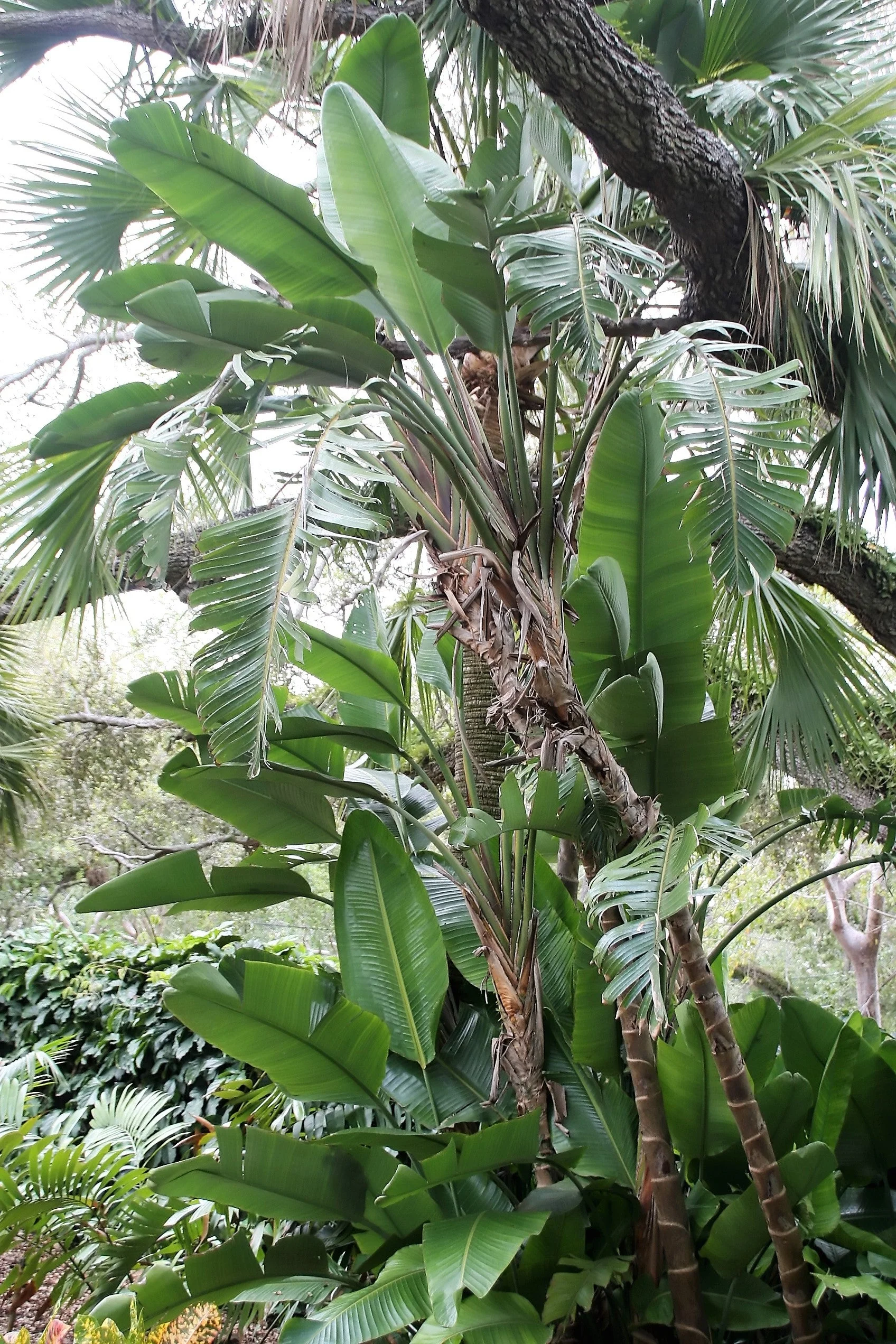 5 GIANT BIRD OF PARADISE Tree Strelitzia Nicolai Wild Banana White Crane Blue Purple Flower Houseplant Seeds - Image 16