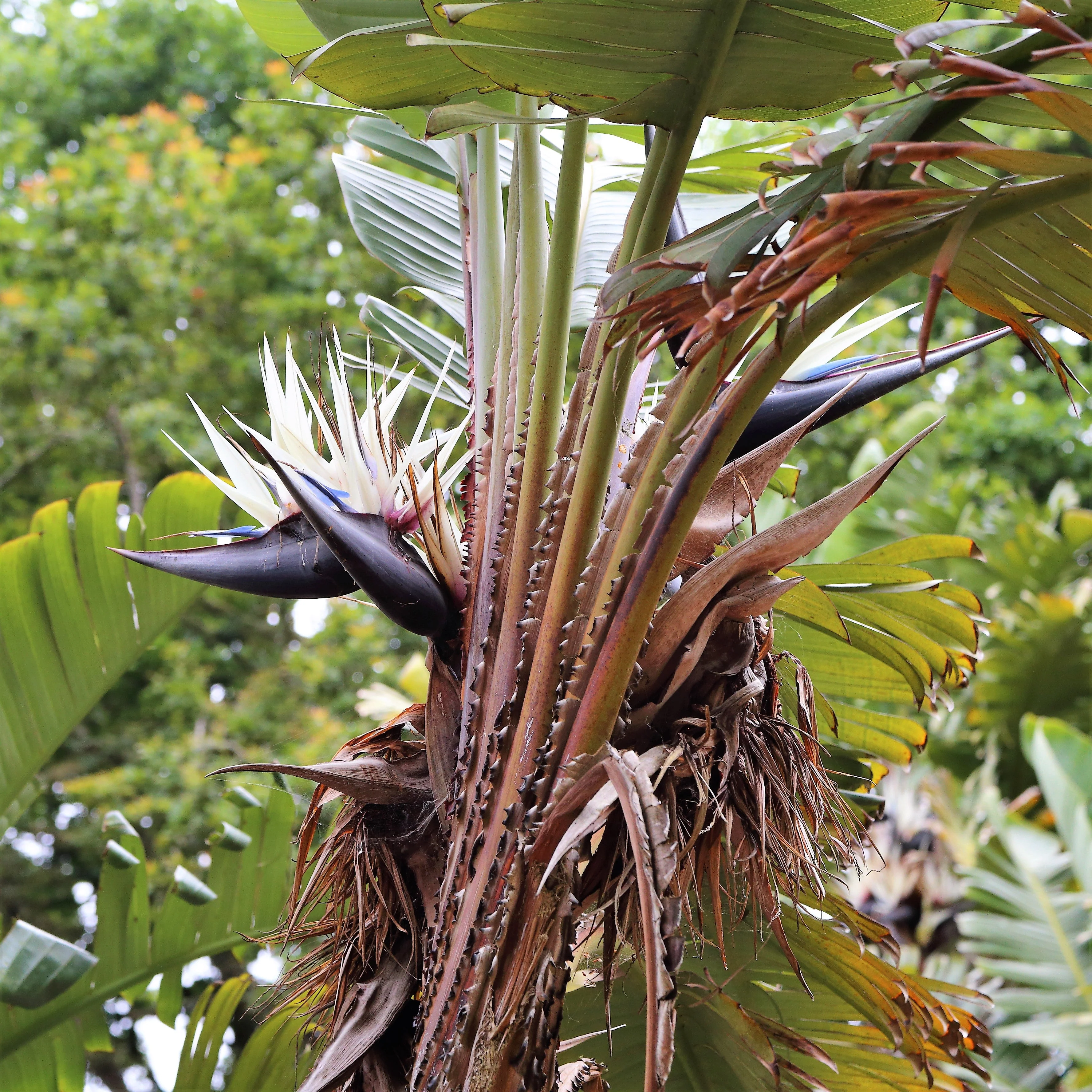 5 GIANT BIRD OF PARADISE Tree Strelitzia Nicolai Wild Banana White Crane Blue Purple Flower Houseplant Seeds - Image 17