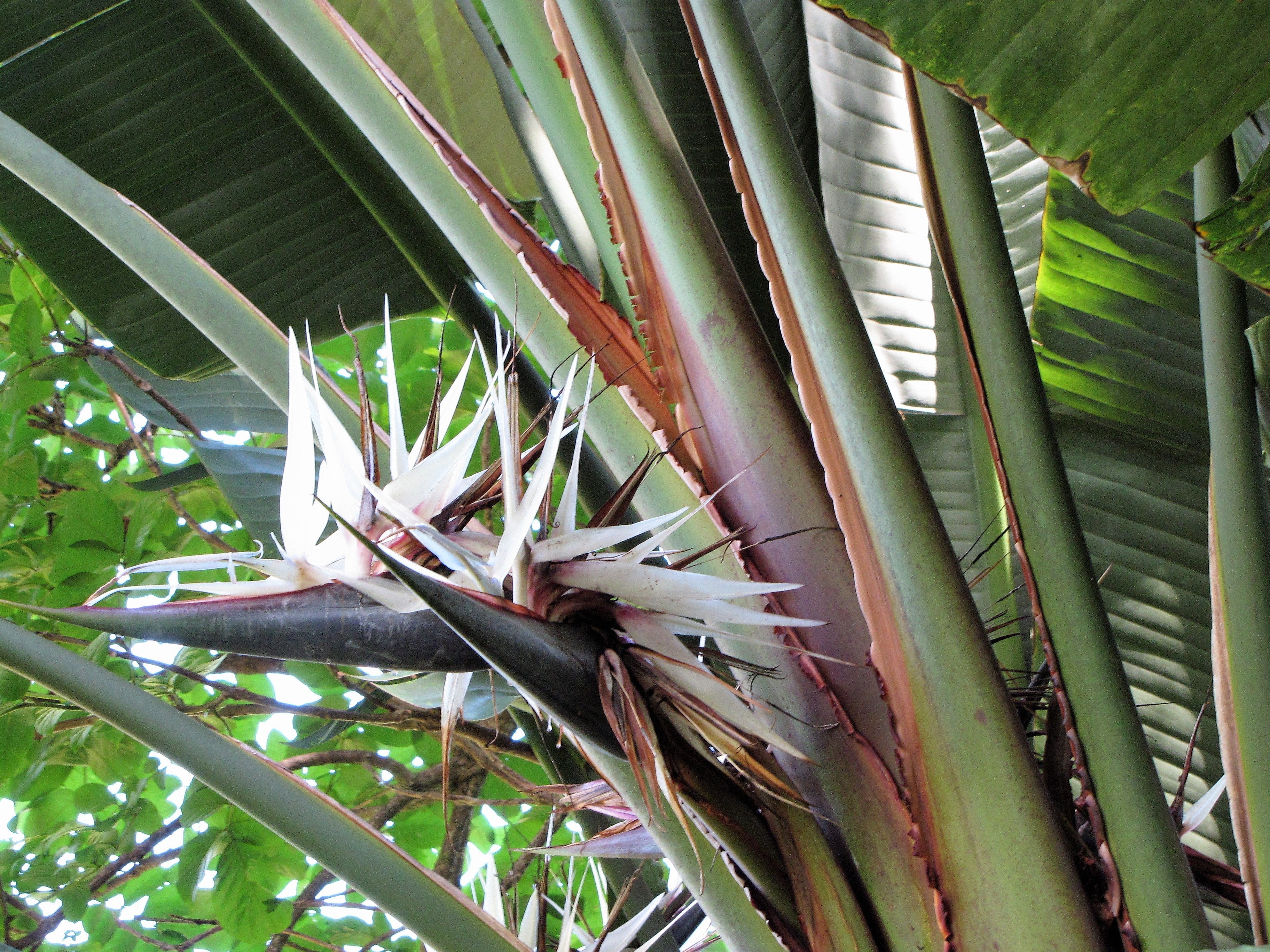 5 GIANT BIRD OF PARADISE Tree Strelitzia Nicolai Wild Banana White Crane Blue Purple Flower Houseplant Seeds - Image 18