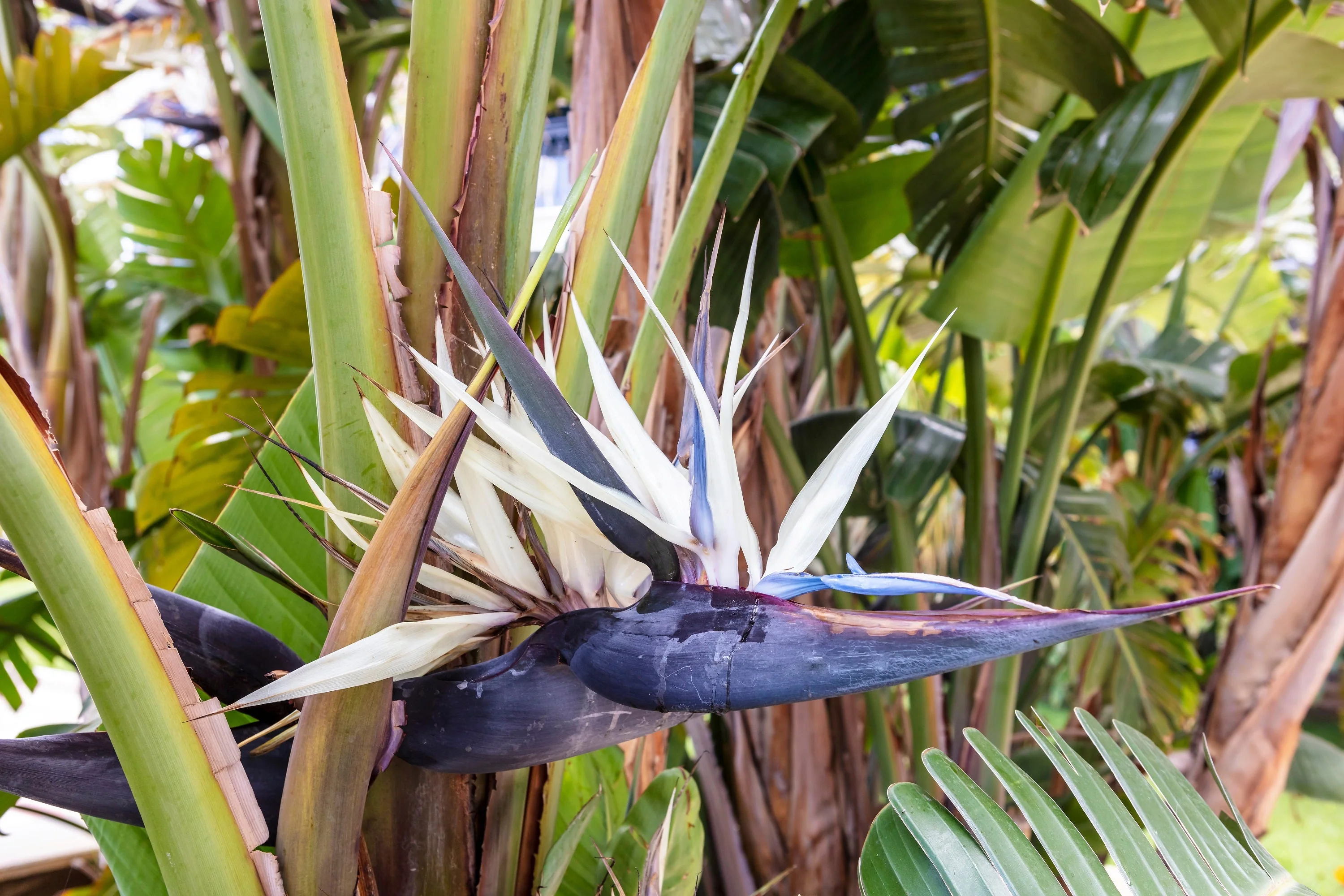 5 GIANT BIRD OF PARADISE Tree Strelitzia Nicolai Wild Banana White Crane Blue Purple Flower Houseplant Seeds - Image 2
