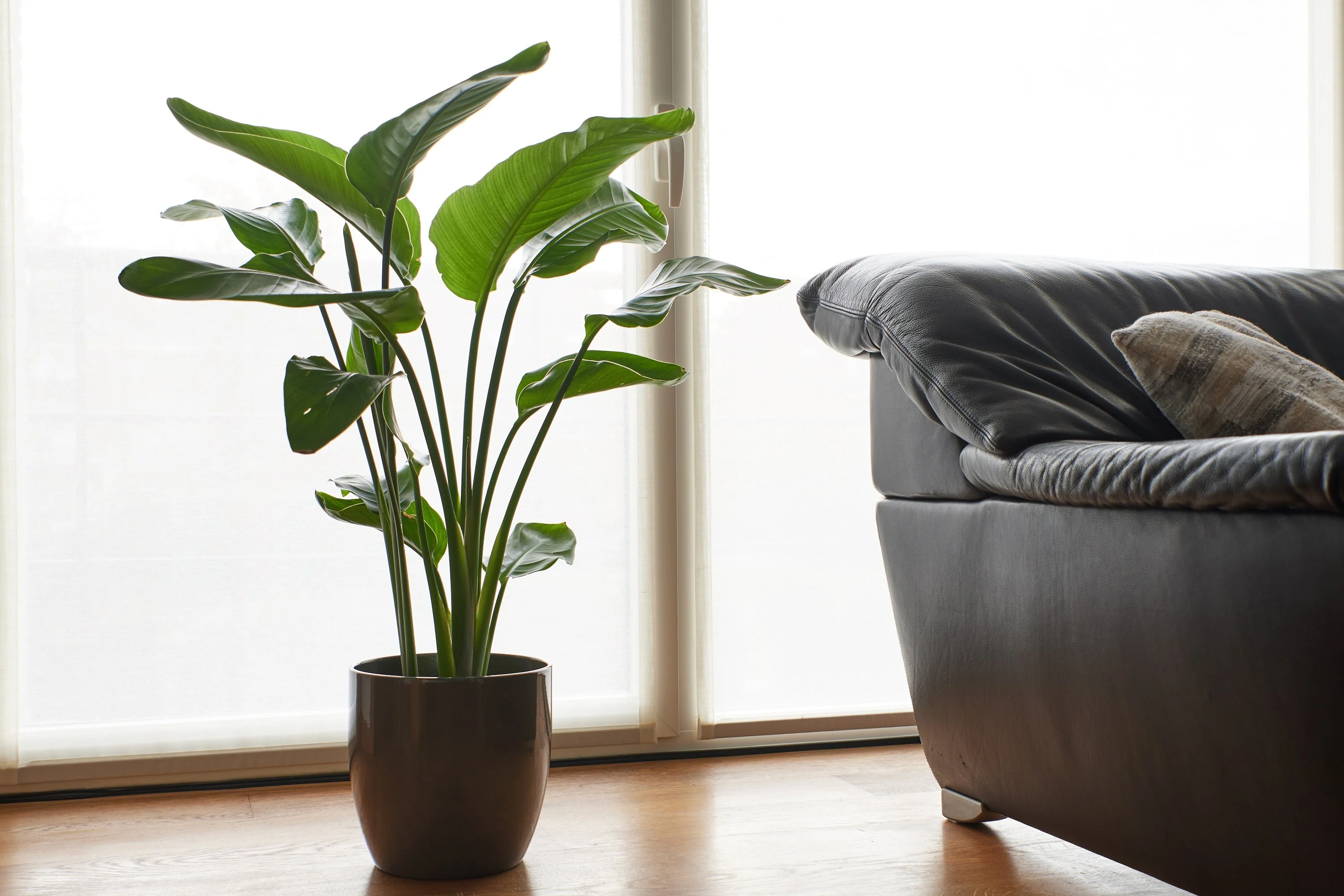 5 GIANT BIRD OF PARADISE Tree Strelitzia Nicolai Wild Banana White Crane Blue Purple Flower Houseplant Seeds - Image 20