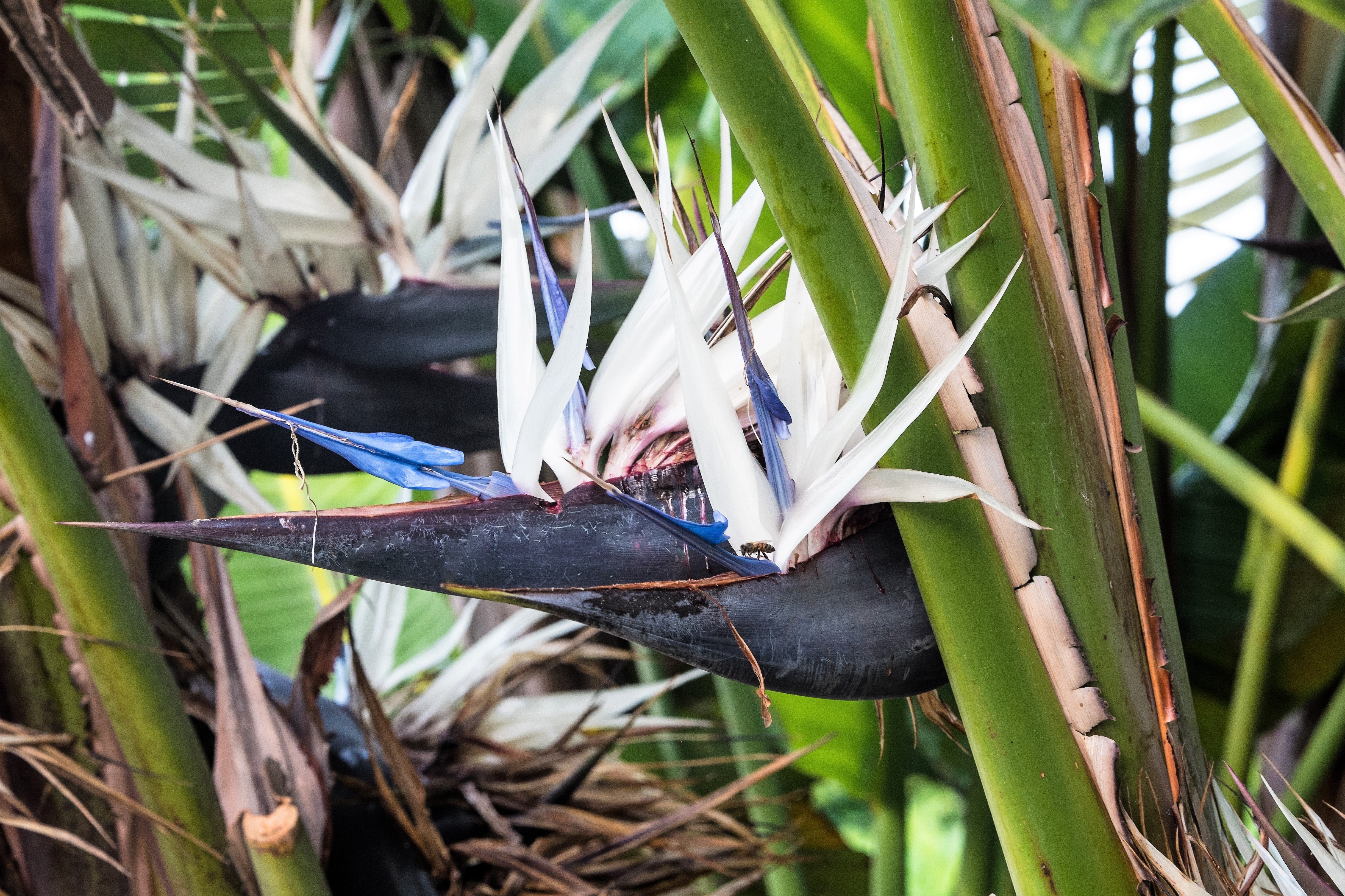 5 GIANT BIRD OF PARADISE Tree Strelitzia Nicolai Wild Banana White Crane Blue Purple Flower Houseplant Seeds - Image 3
