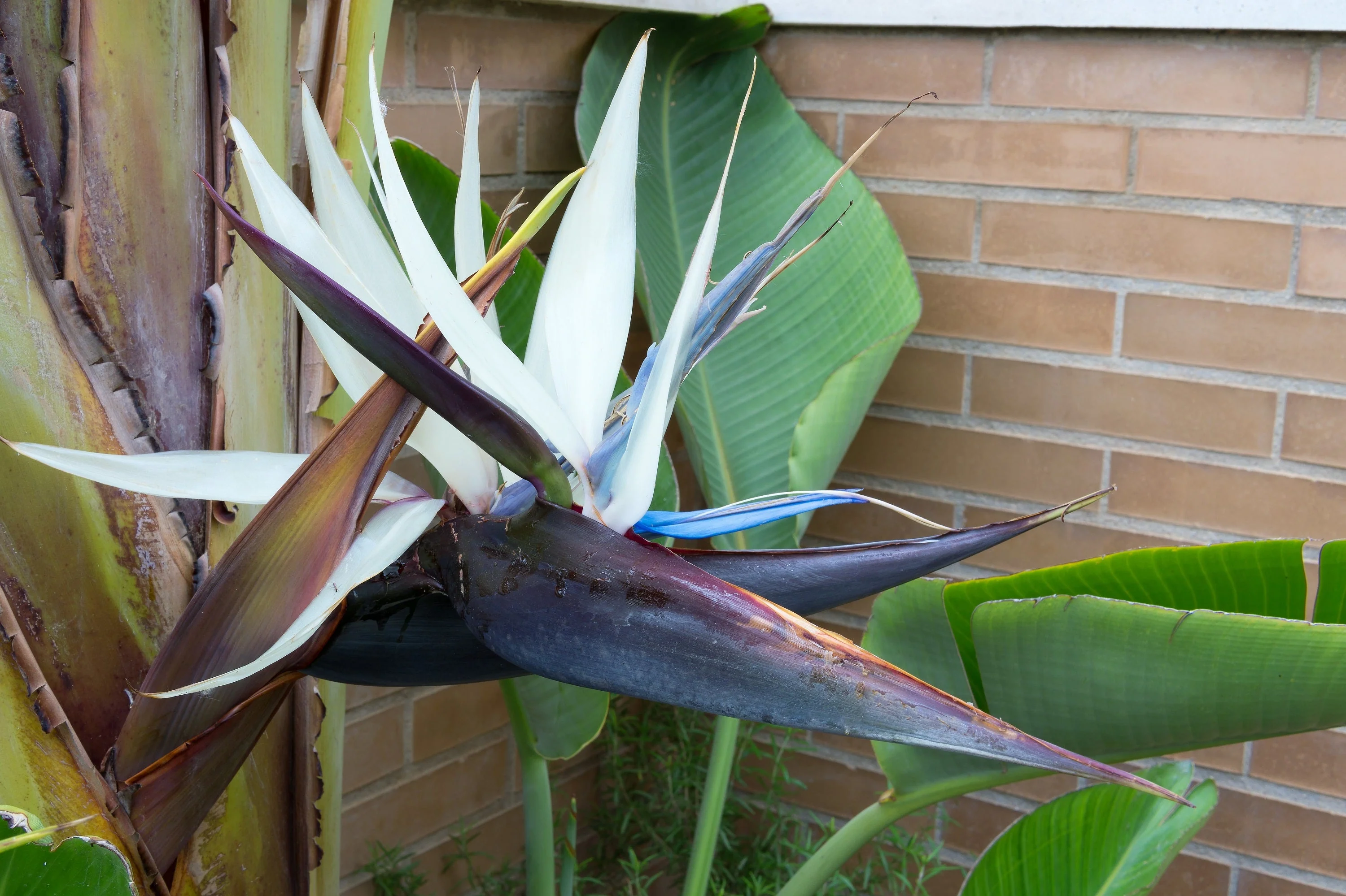 5 GIANT BIRD OF PARADISE Tree Strelitzia Nicolai Wild Banana White Crane Blue Purple Flower Houseplant Seeds - Image 5