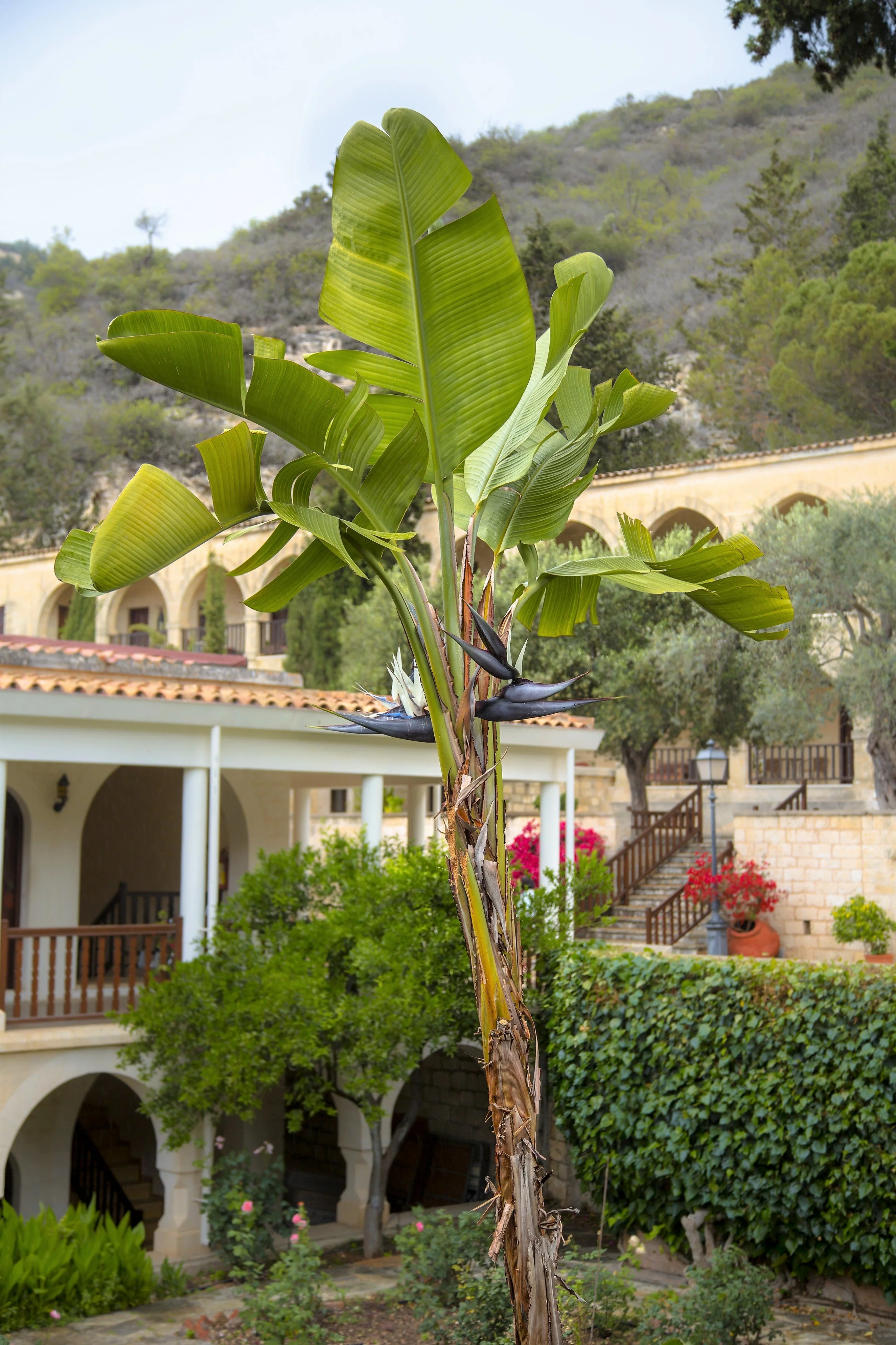 5 GIANT BIRD OF PARADISE Tree Strelitzia Nicolai Wild Banana White Crane Blue Purple Flower Houseplant Seeds - Image 7