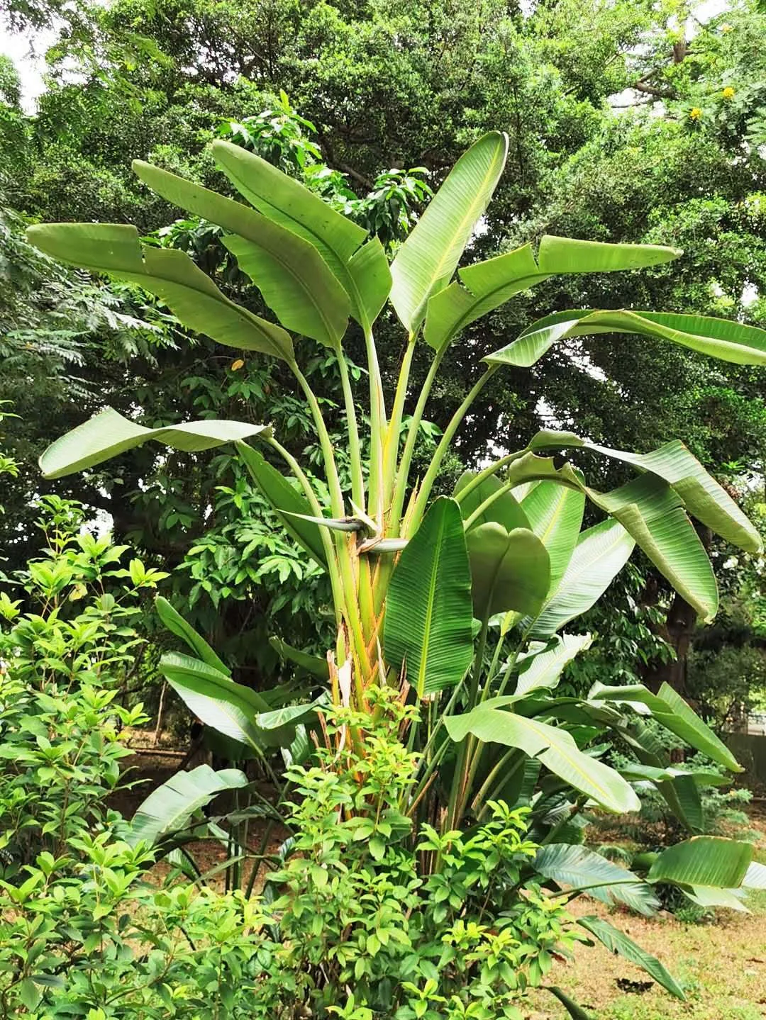 5 GIANT BIRD OF PARADISE Tree Strelitzia Nicolai Wild Banana White Crane Blue Purple Flower Houseplant Seeds - Image 8