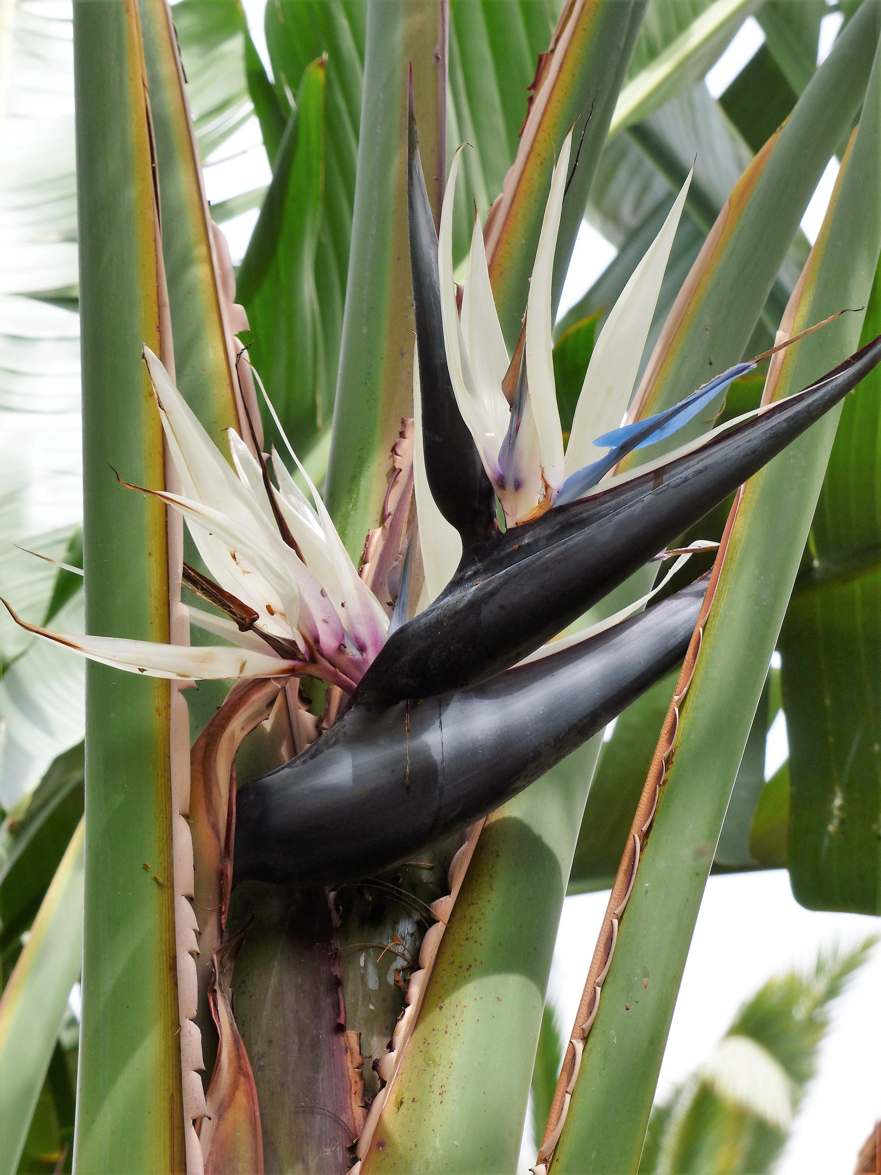 5 GIANT BIRD OF PARADISE Tree Strelitzia Nicolai Wild Banana White Crane Blue Purple Flower Houseplant Seeds - Image 9