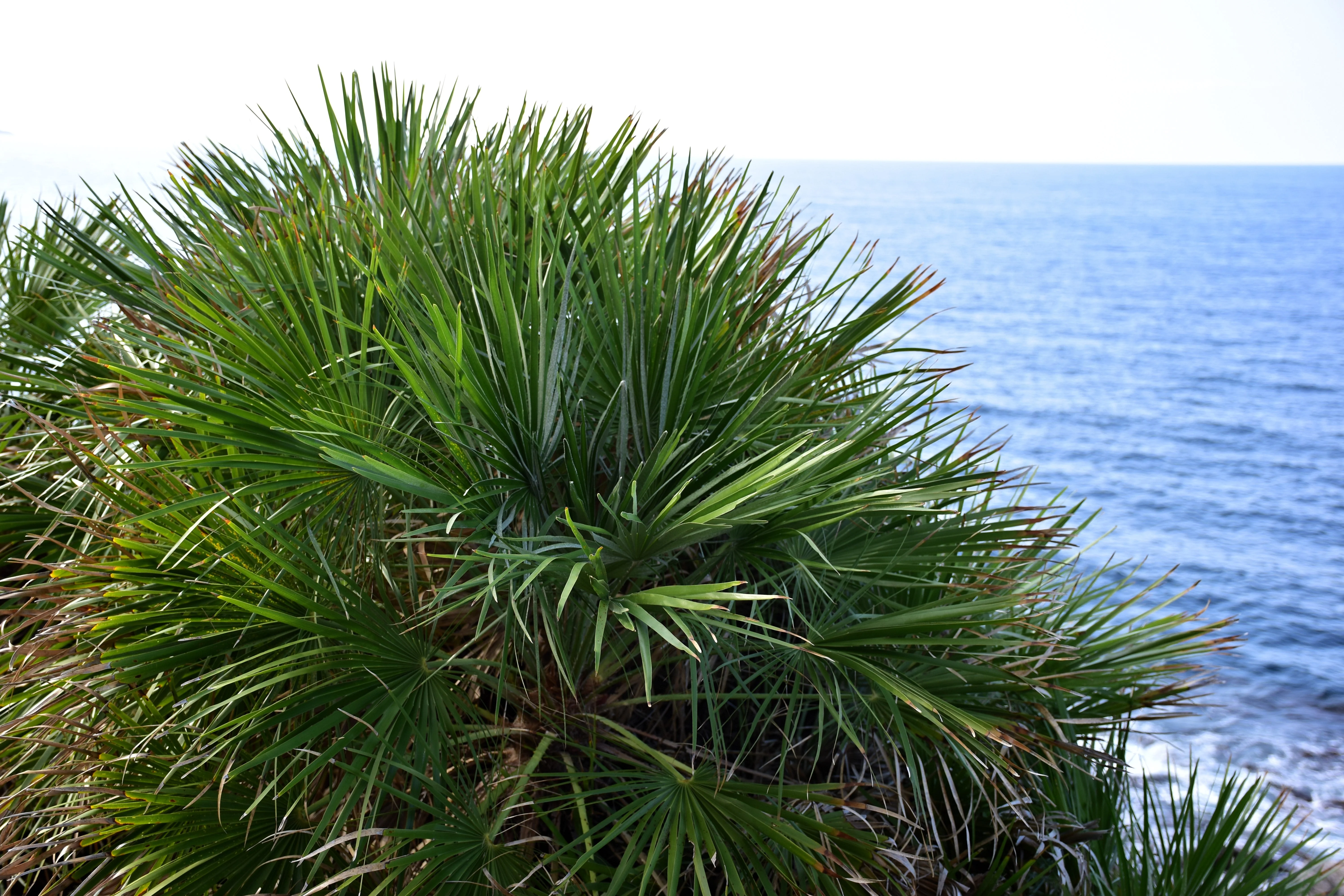 5 GREEN SAW PALMETTO Serenoa Repens American Dwarf Palm Tree Shrub Edible Fruit Sun or Shade Seeds - Image 10