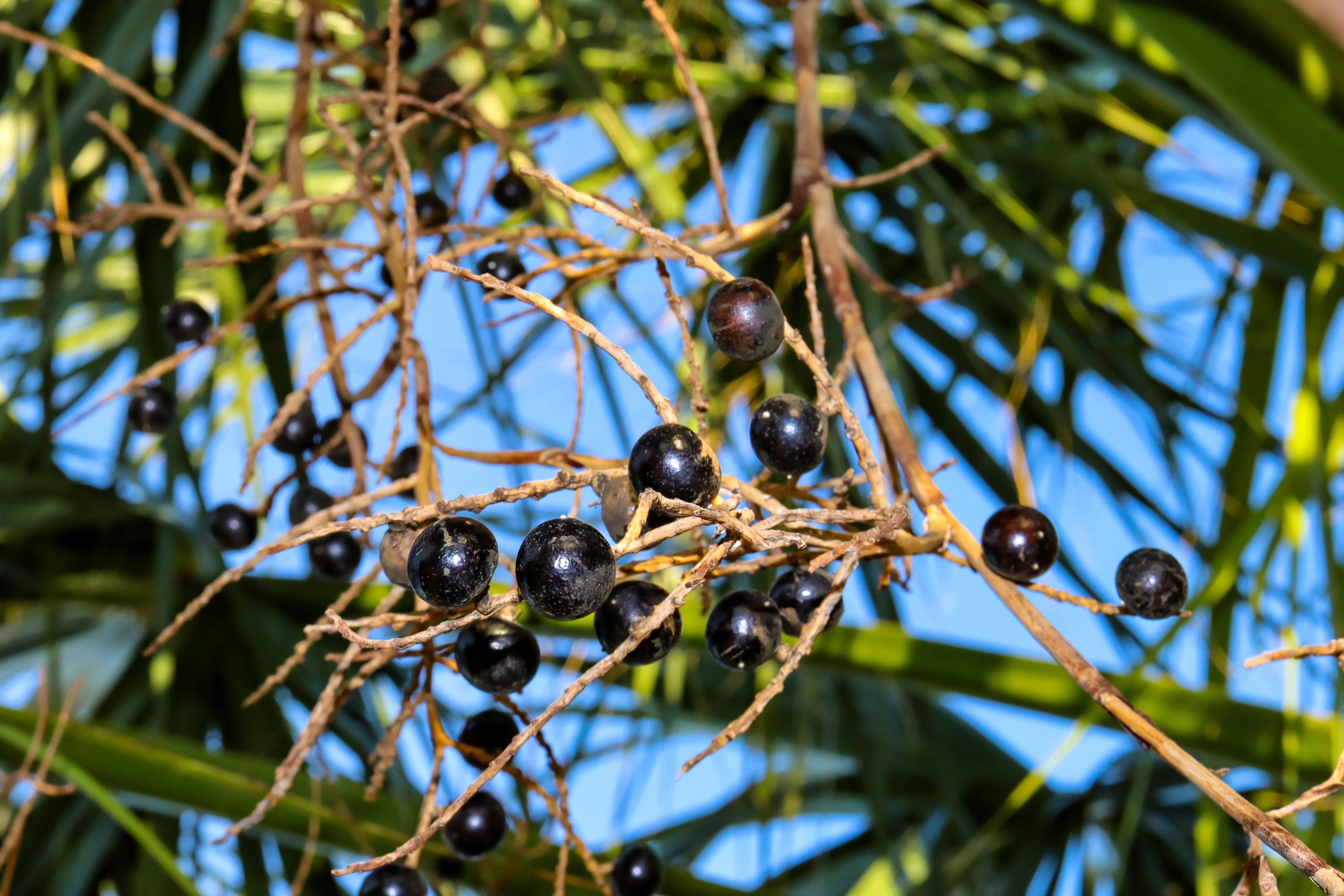 5 GREEN SAW PALMETTO Serenoa Repens American Dwarf Palm Tree Shrub Edible Fruit Sun or Shade Seeds - Image 5