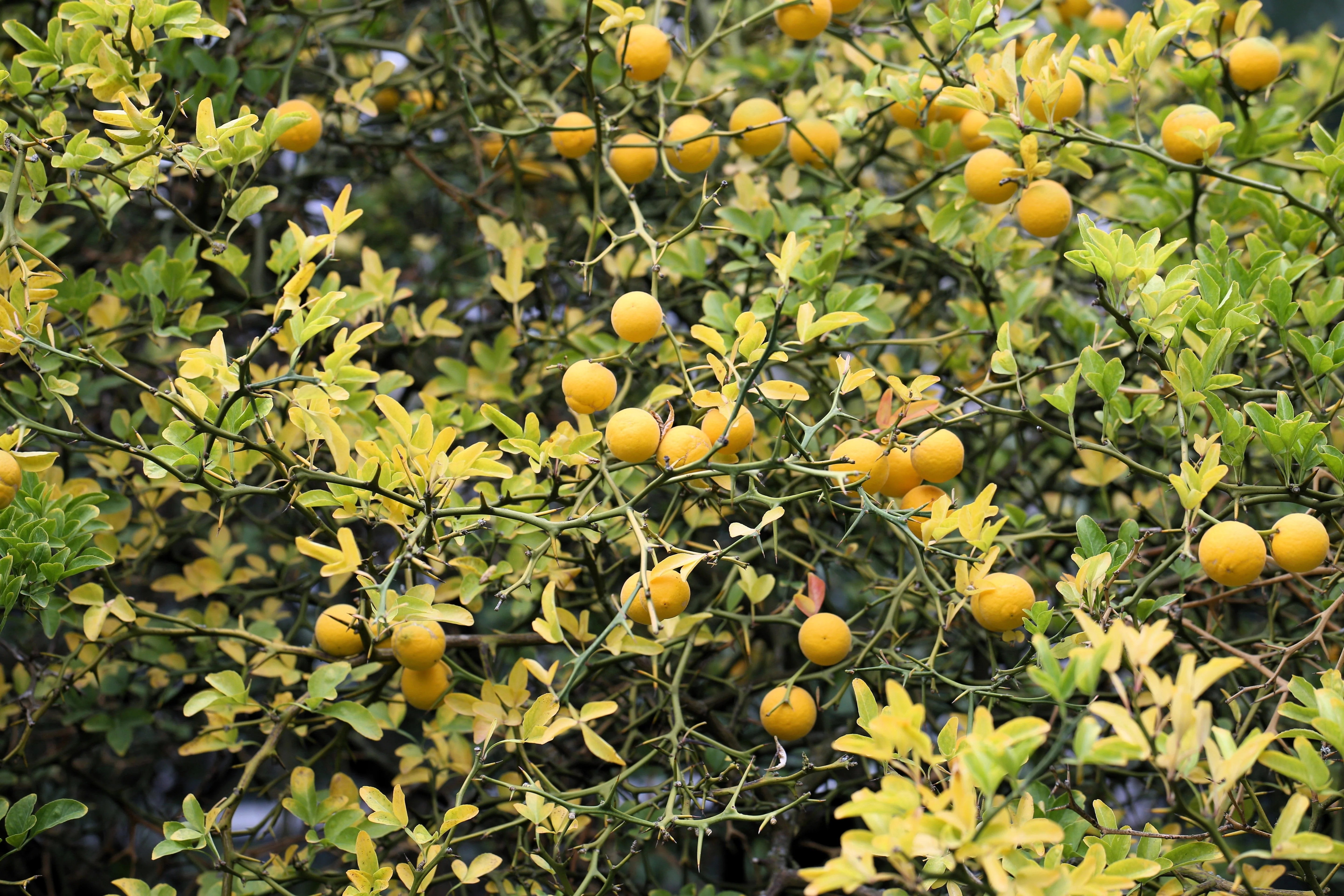 5 HARDY ORANGE TREE Trifoliate Citrus Trifoliata Poncirus Fruit White Flower Seeds - Image 11
