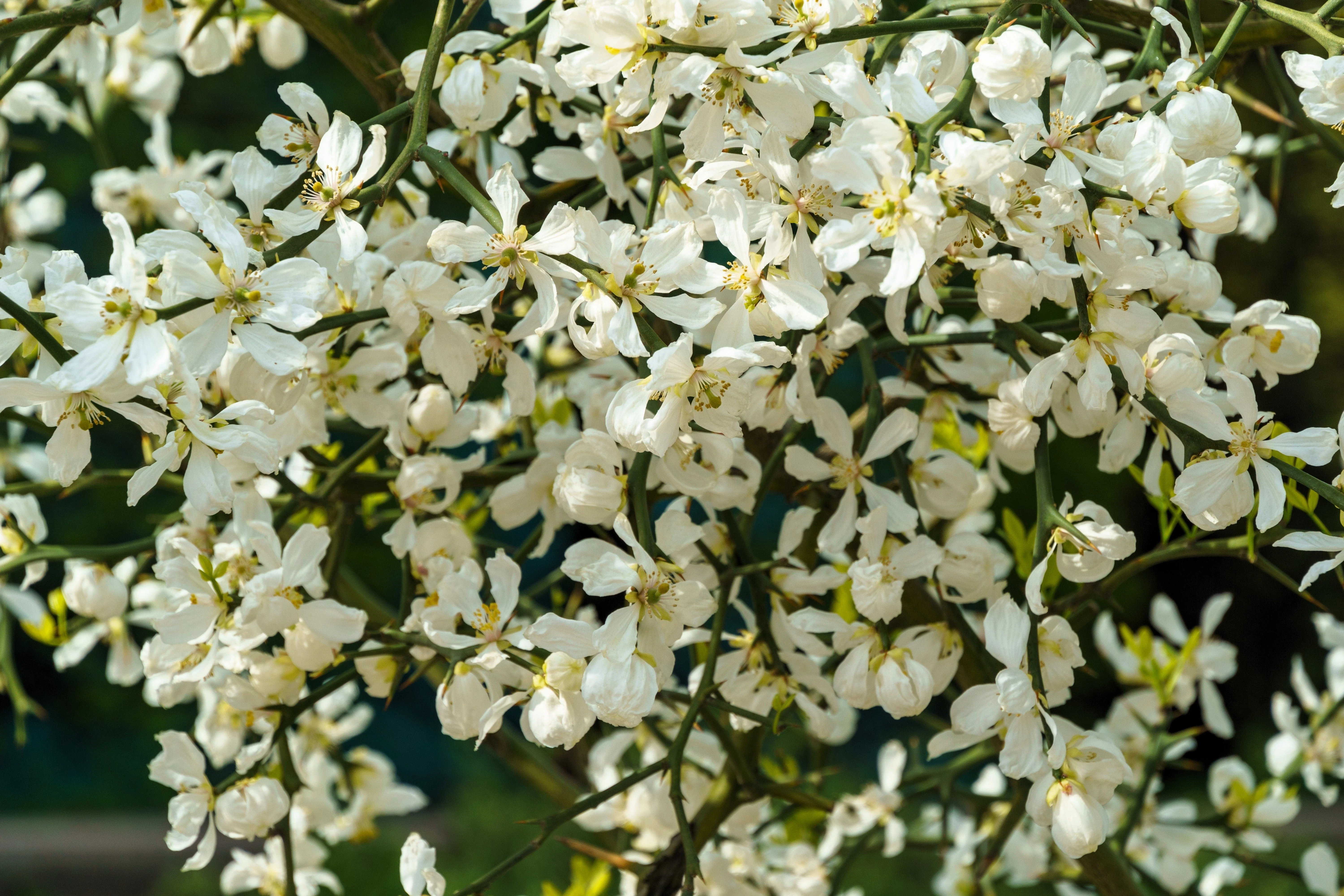 5 HARDY ORANGE TREE Trifoliate Citrus Trifoliata Poncirus Fruit White Flower Seeds - Image 3