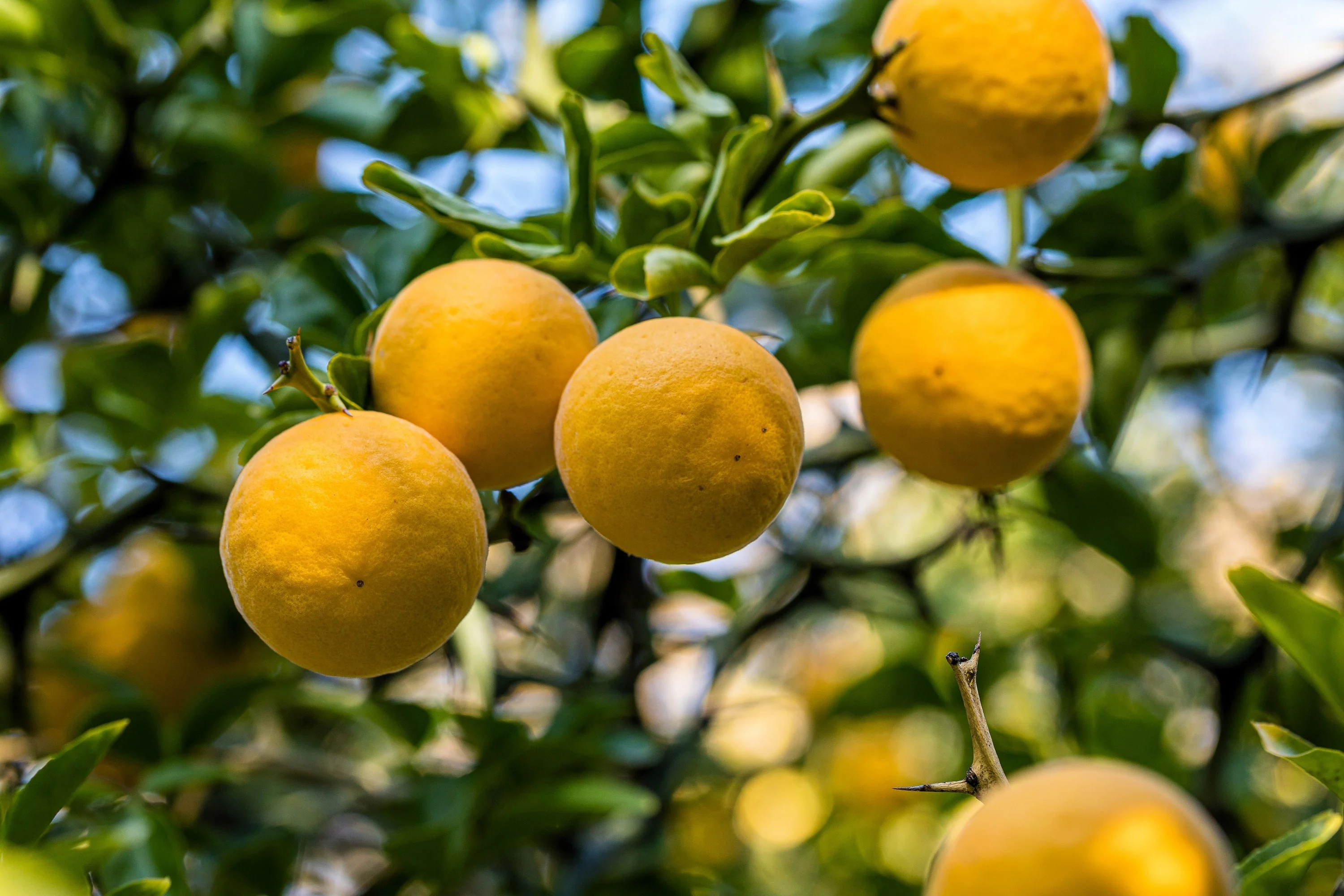 5 HARDY ORANGE TREE Trifoliate Citrus Trifoliata Poncirus Fruit White Flower Seeds - Image 4