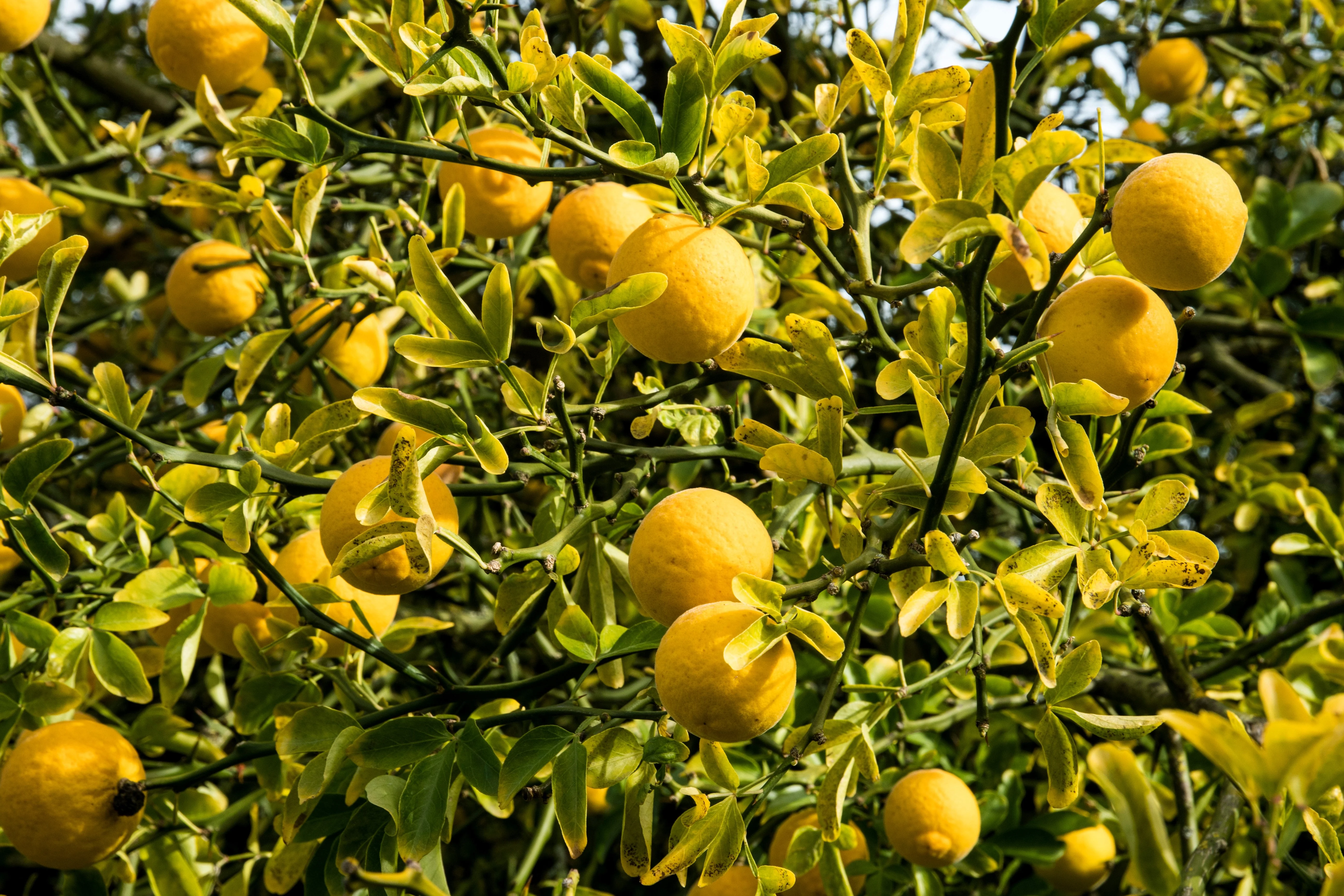 5 HARDY ORANGE TREE Trifoliate Citrus Trifoliata Poncirus Fruit White Flower Seeds - Image 5