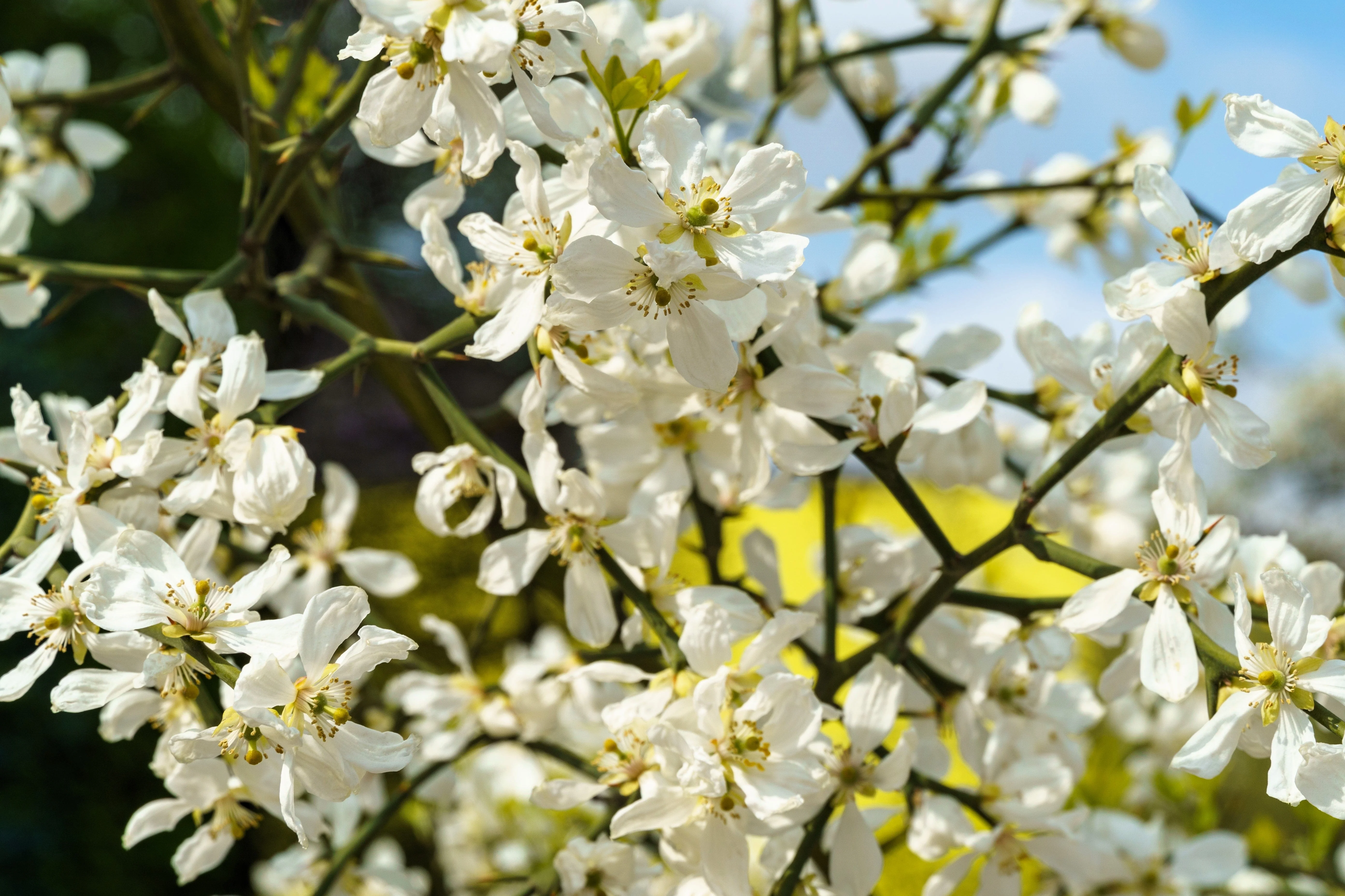 5 HARDY ORANGE TREE Trifoliate Citrus Trifoliata Poncirus Fruit White Flower Seeds - Image 6