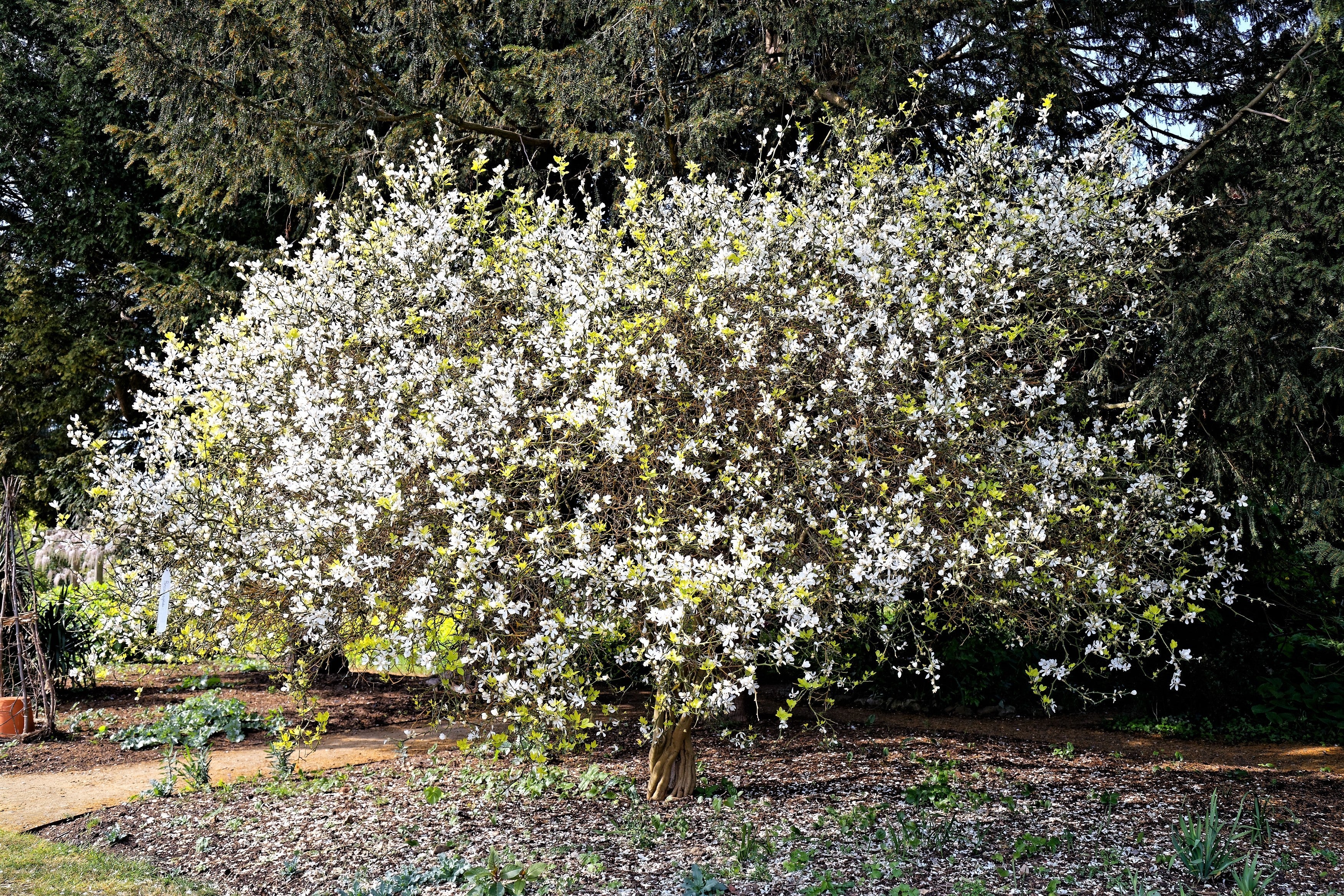 5 HARDY ORANGE TREE Trifoliate Citrus Trifoliata Poncirus Fruit White Flower Seeds - Image 8