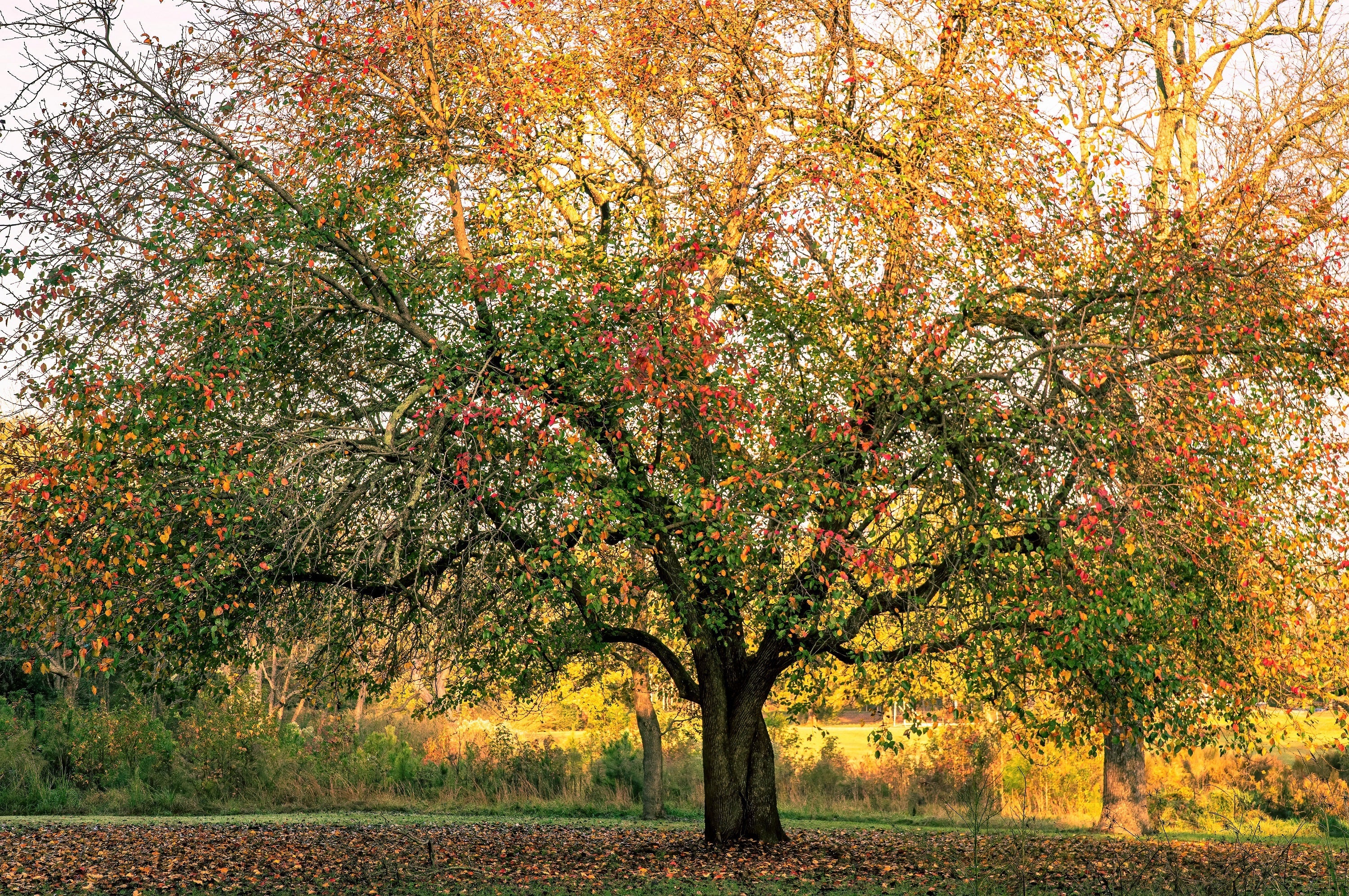 5 HARDY PECAN Tree Carya Illinoinensis King Nut Native Fruit Tree Seeds - Image 10