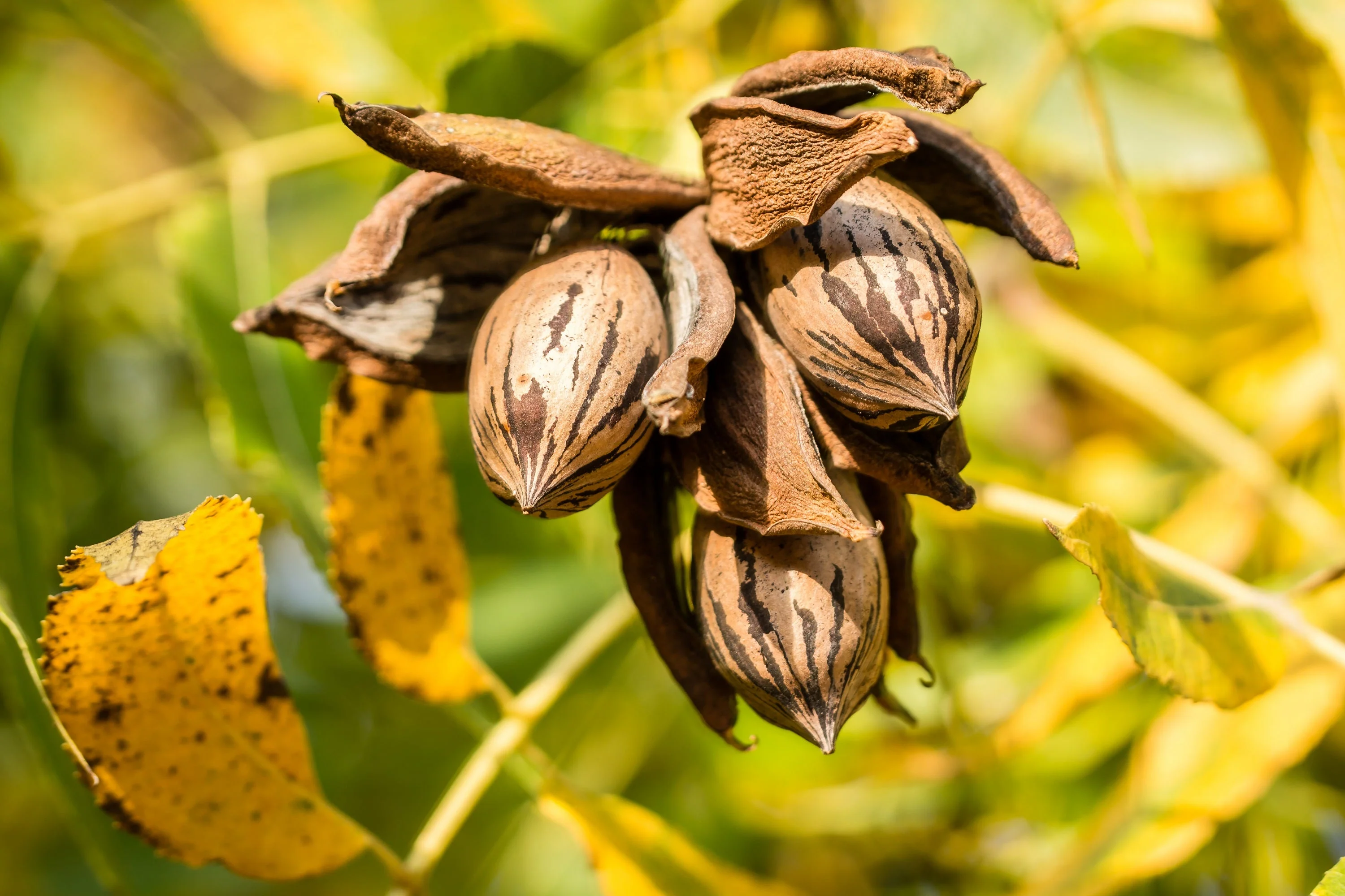 5 HARDY PECAN Tree Carya Illinoinensis King Nut Native Fruit Tree Seeds - Image 12