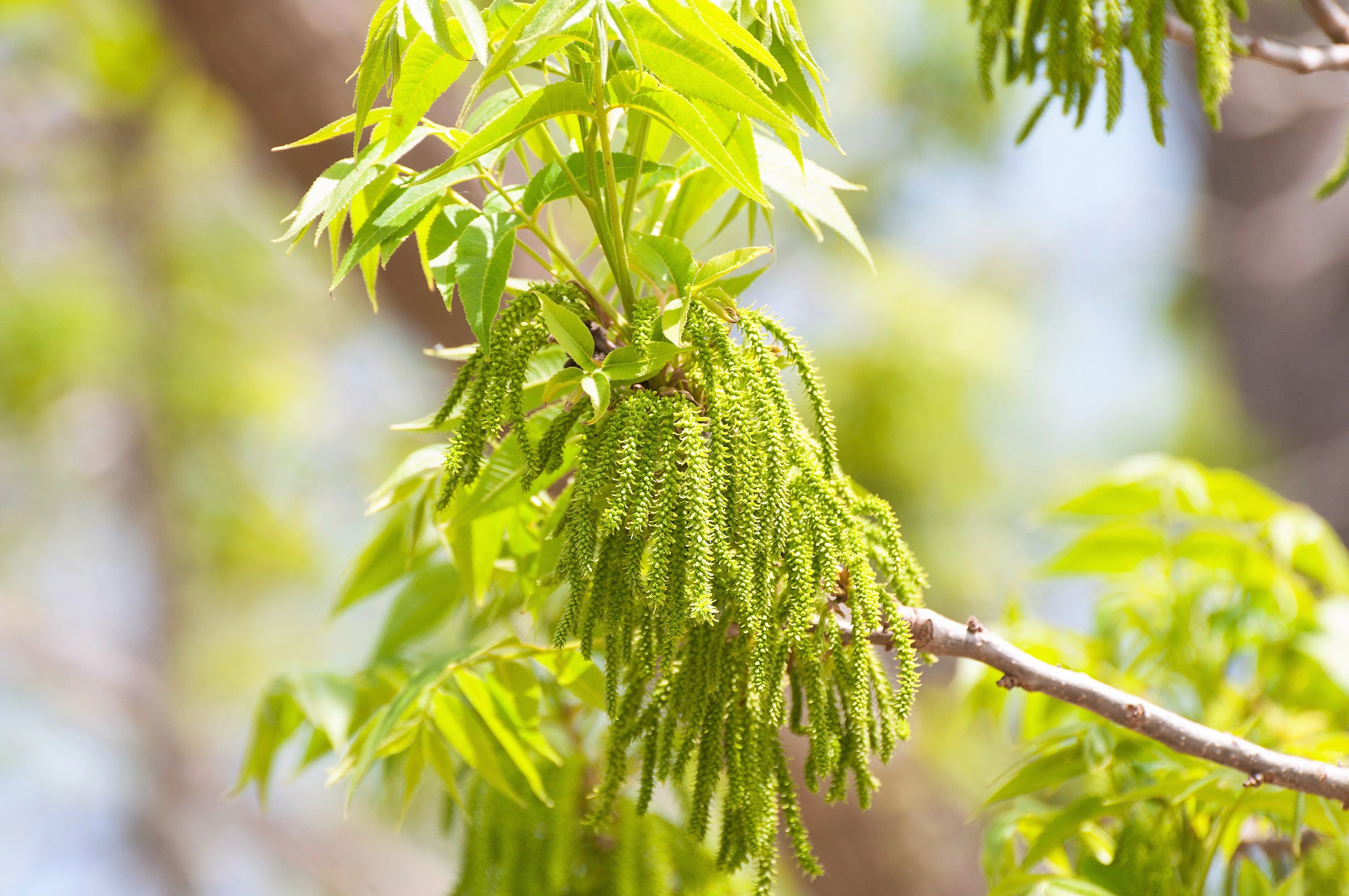 5 HARDY PECAN Tree Carya Illinoinensis King Nut Native Fruit Tree Seeds - Image 3