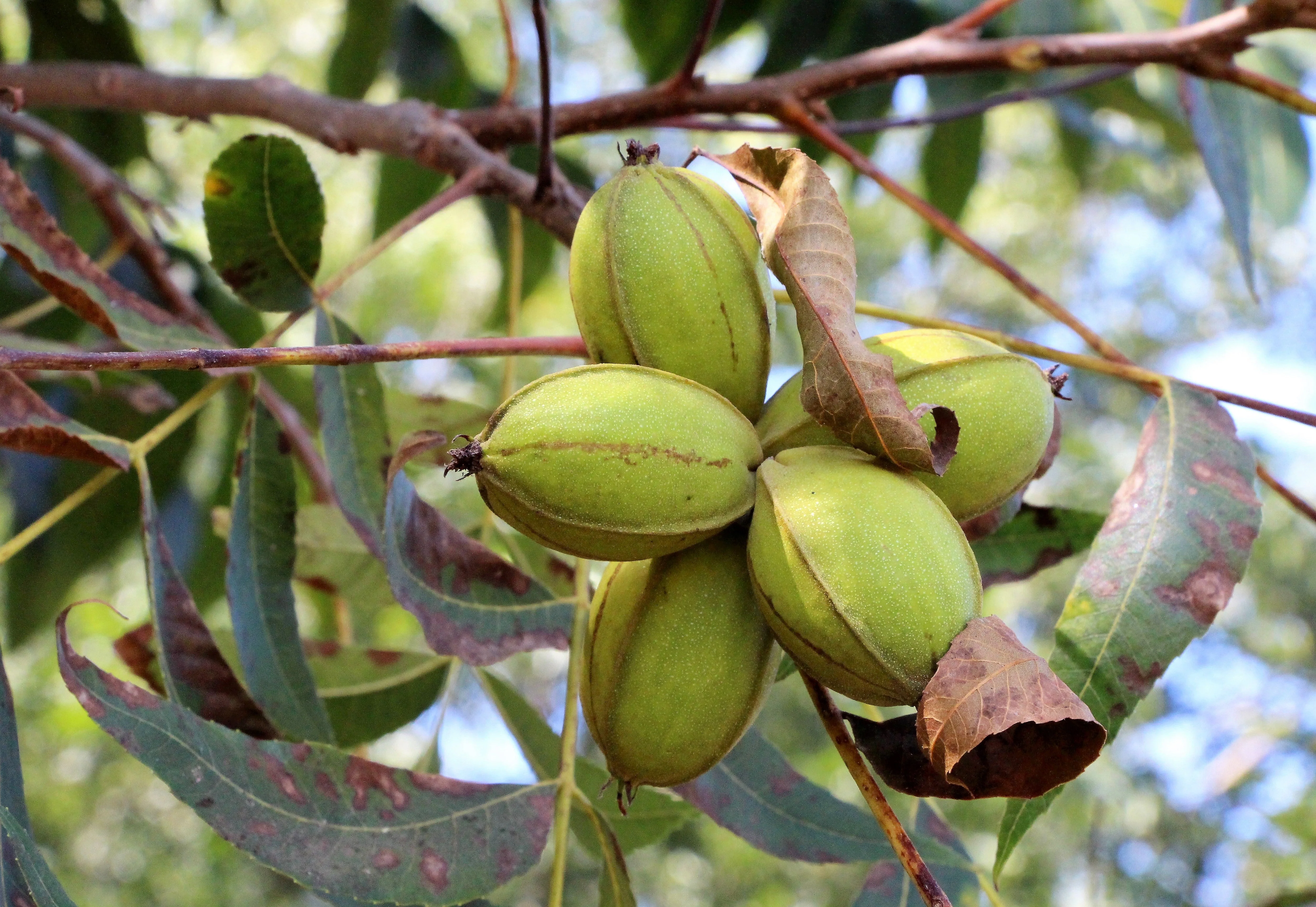 5 HARDY PECAN Tree Carya Illinoinensis King Nut Native Fruit Tree Seeds - Image 4