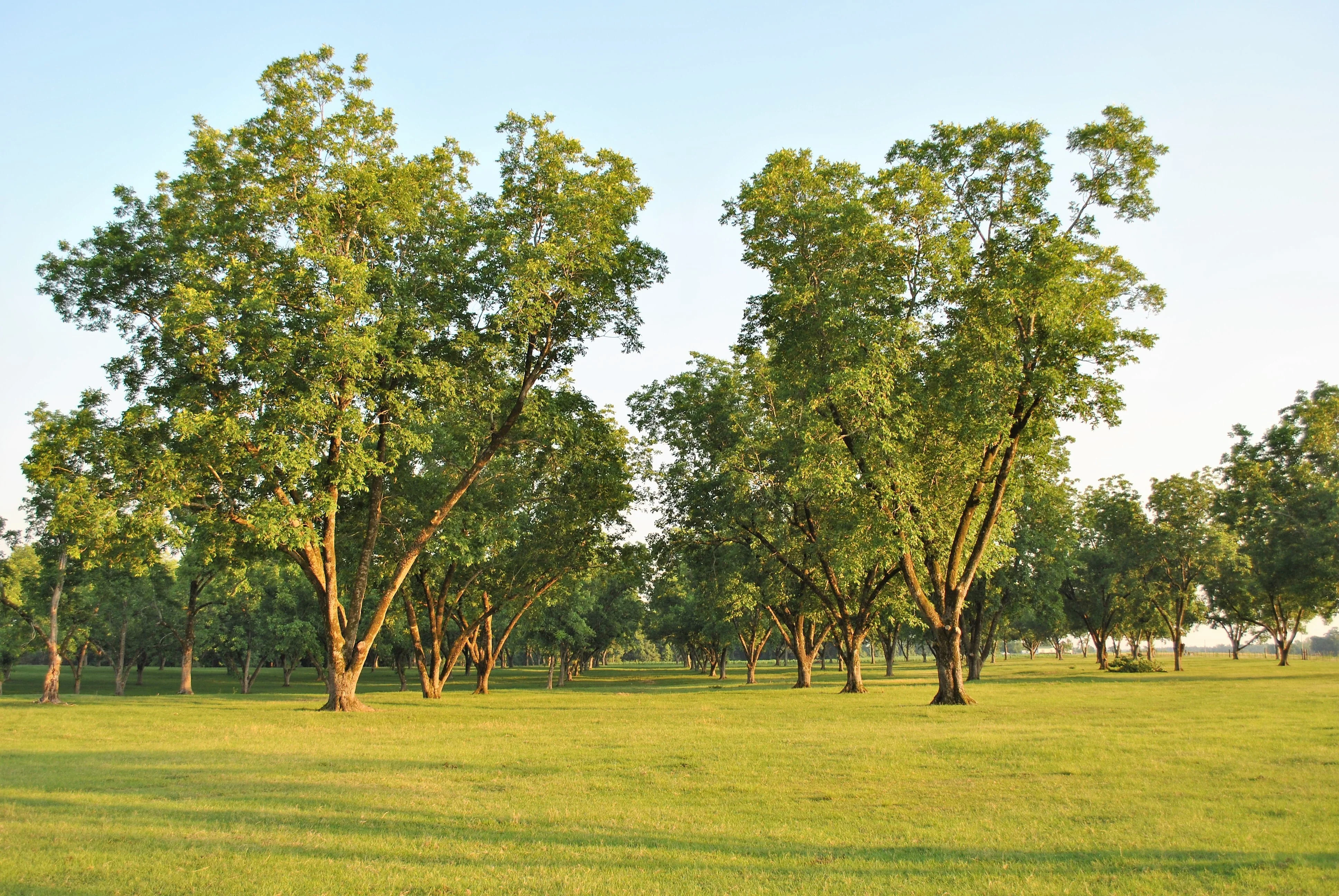5 HARDY PECAN Tree Carya Illinoinensis King Nut Native Fruit Tree Seeds - Image 6