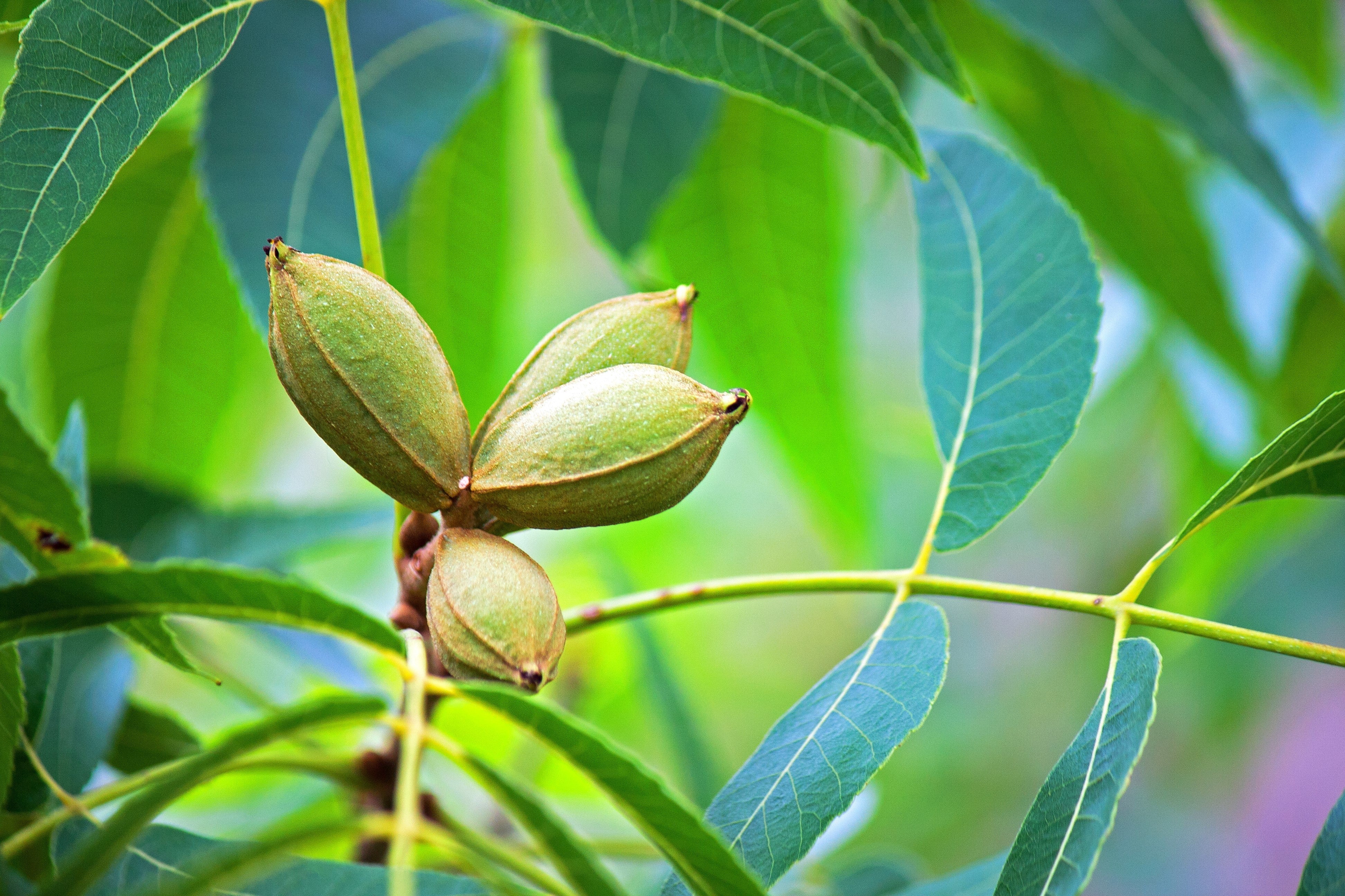 5 HARDY PECAN Tree Carya Illinoinensis King Nut Native Fruit Tree Seeds - Image 7