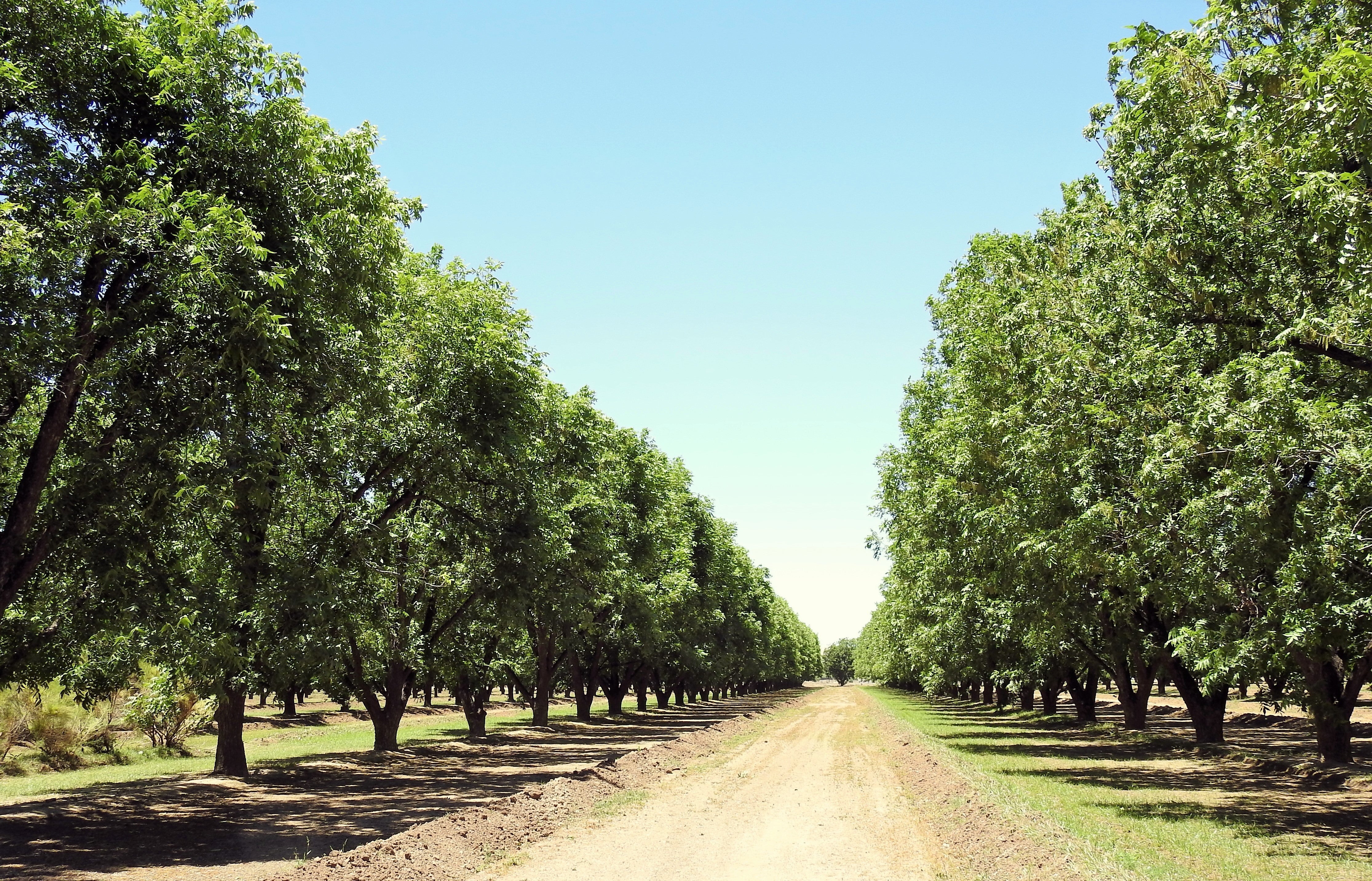 5 HARDY PECAN Tree Carya Illinoinensis King Nut Native Fruit Tree Seeds - Image 9
