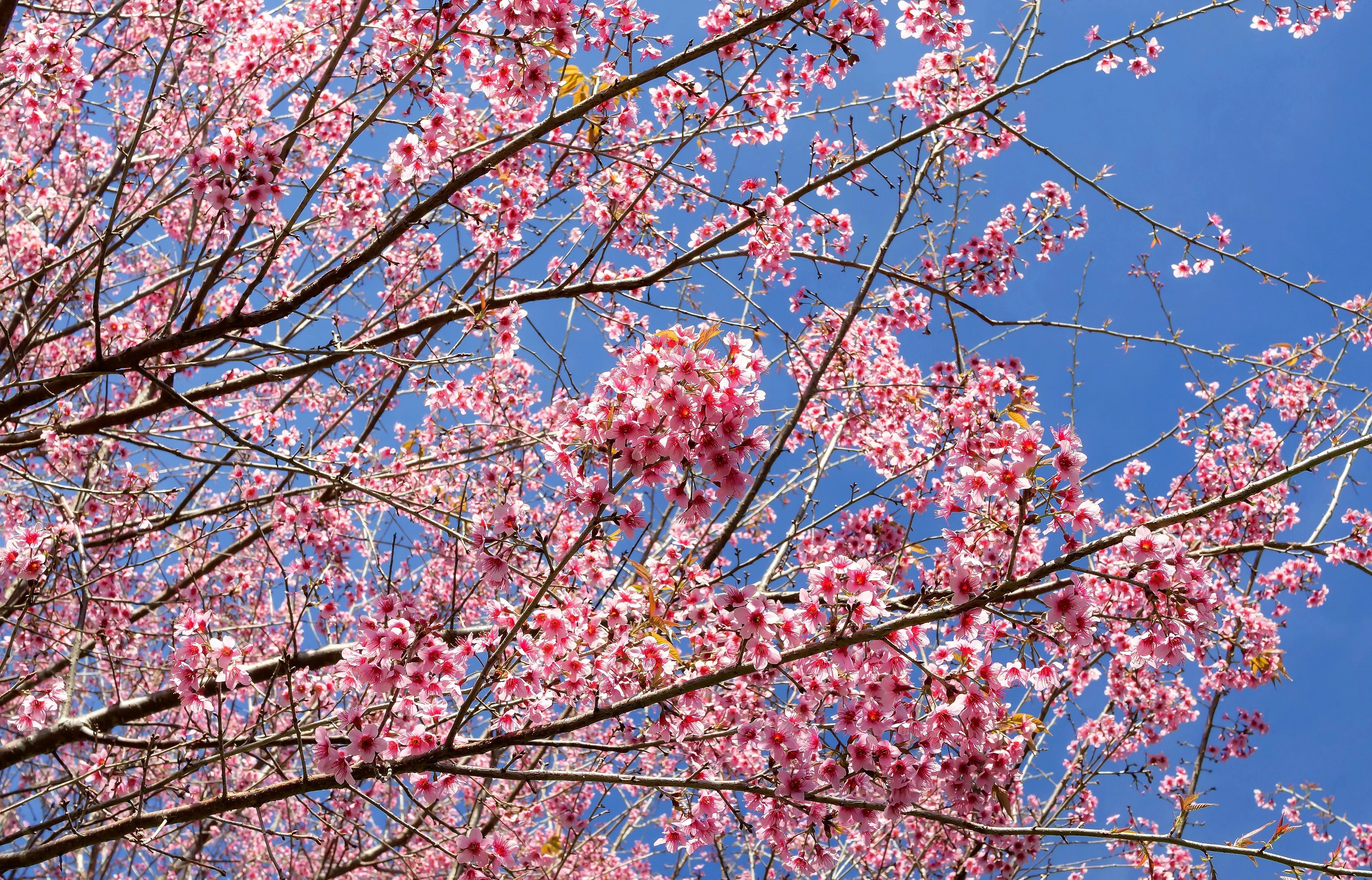 5 HIMALAYAN CHERRY Prunus Cerasoides Pink Flowers Red Fruit Tree Seeds - Image 10