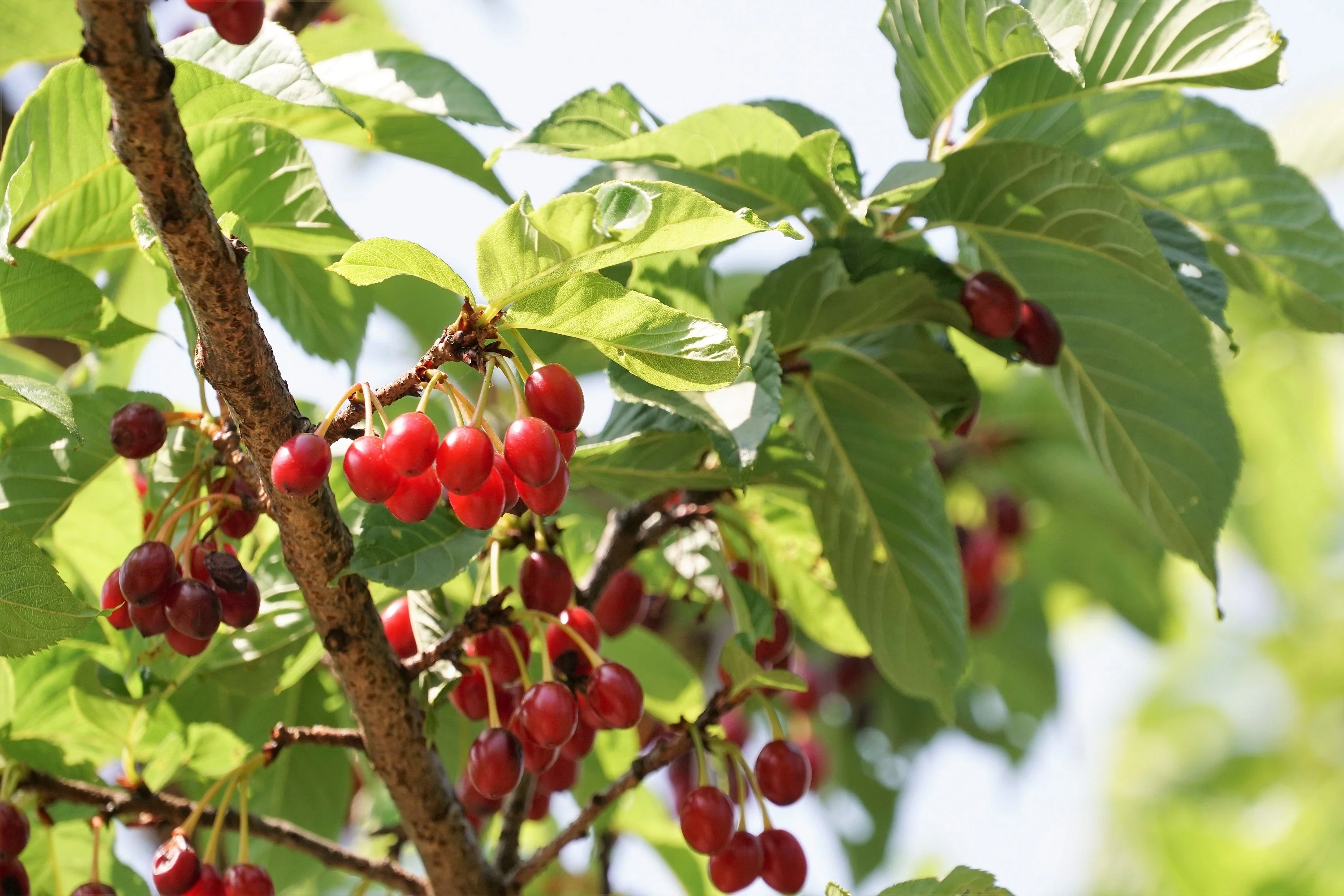 5 HIMALAYAN CHERRY Prunus Cerasoides Pink Flowers Red Fruit Tree Seeds - Image 11