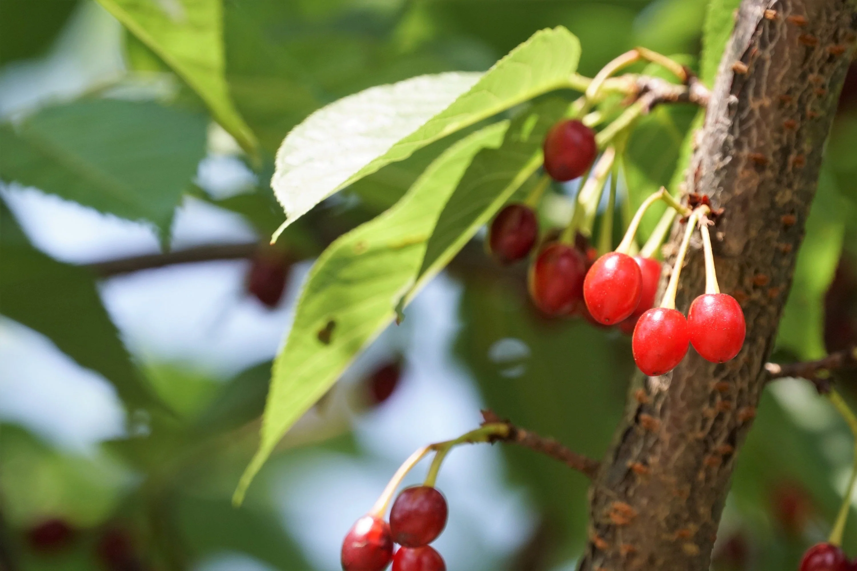 5 HIMALAYAN CHERRY Prunus Cerasoides Pink Flowers Red Fruit Tree Seeds - Image 12