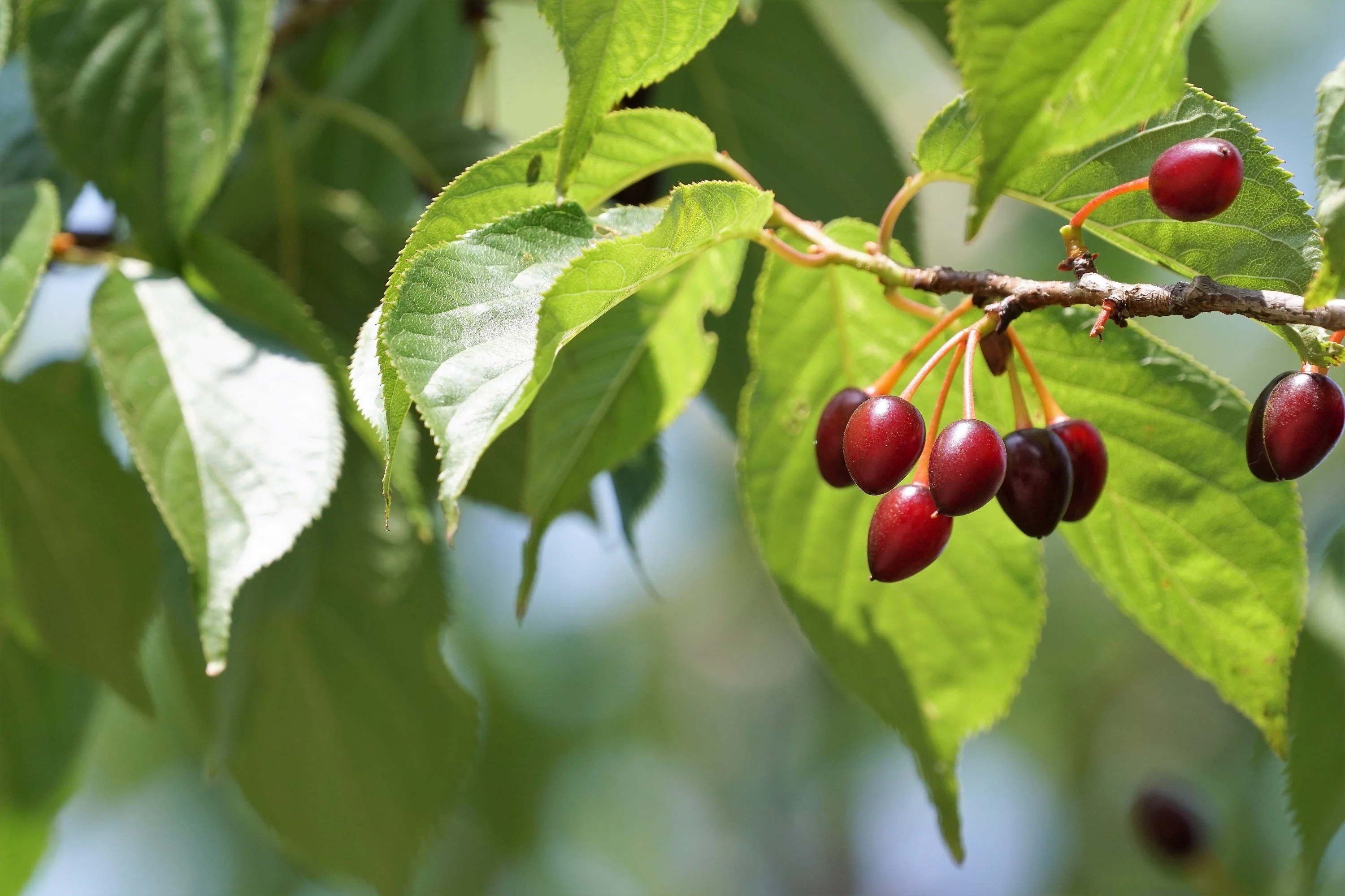 5 HIMALAYAN CHERRY Prunus Cerasoides Pink Flowers Red Fruit Tree Seeds - Image 13