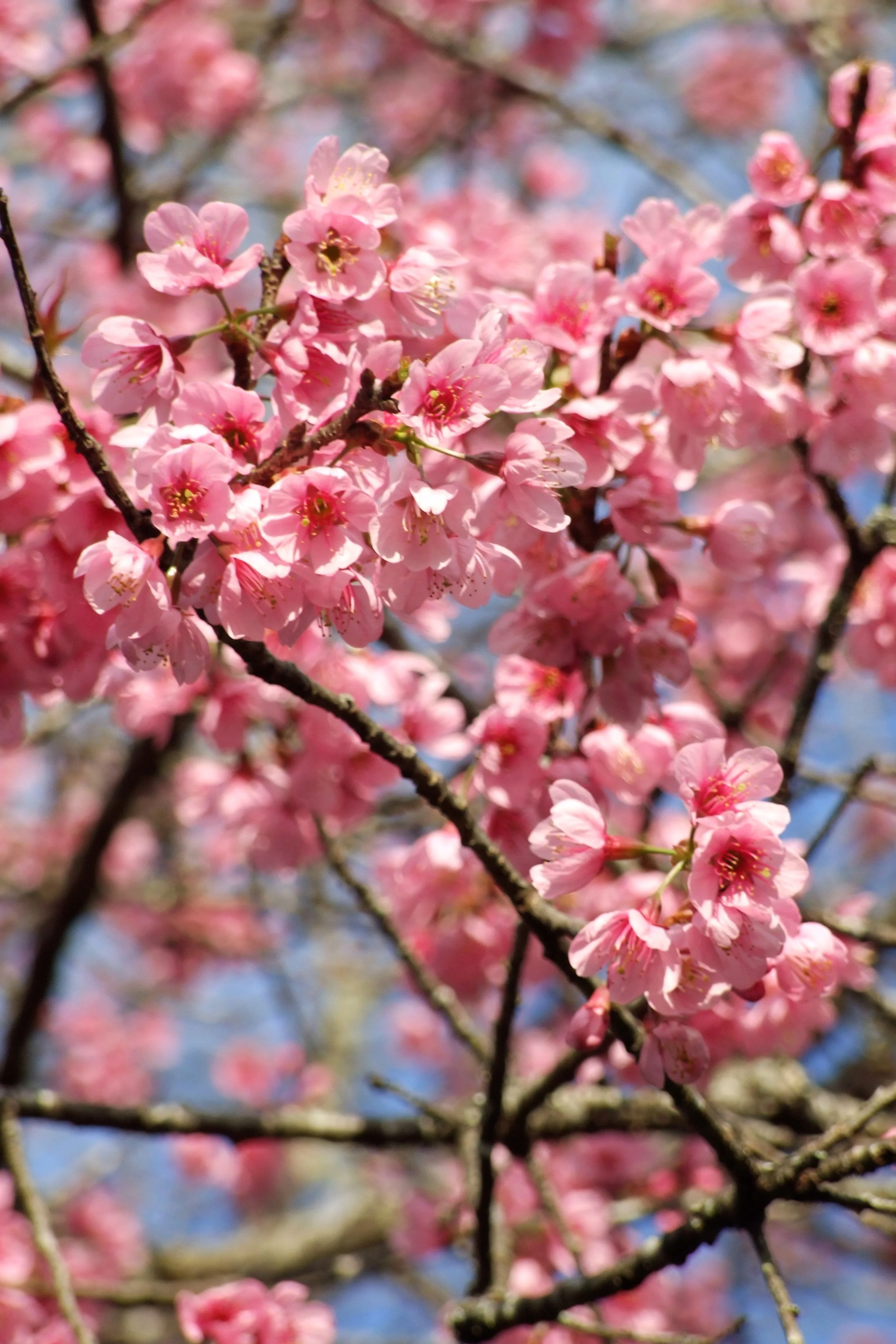 5 HIMALAYAN CHERRY Prunus Cerasoides Pink Flowers Red Fruit Tree Seeds - Image 14