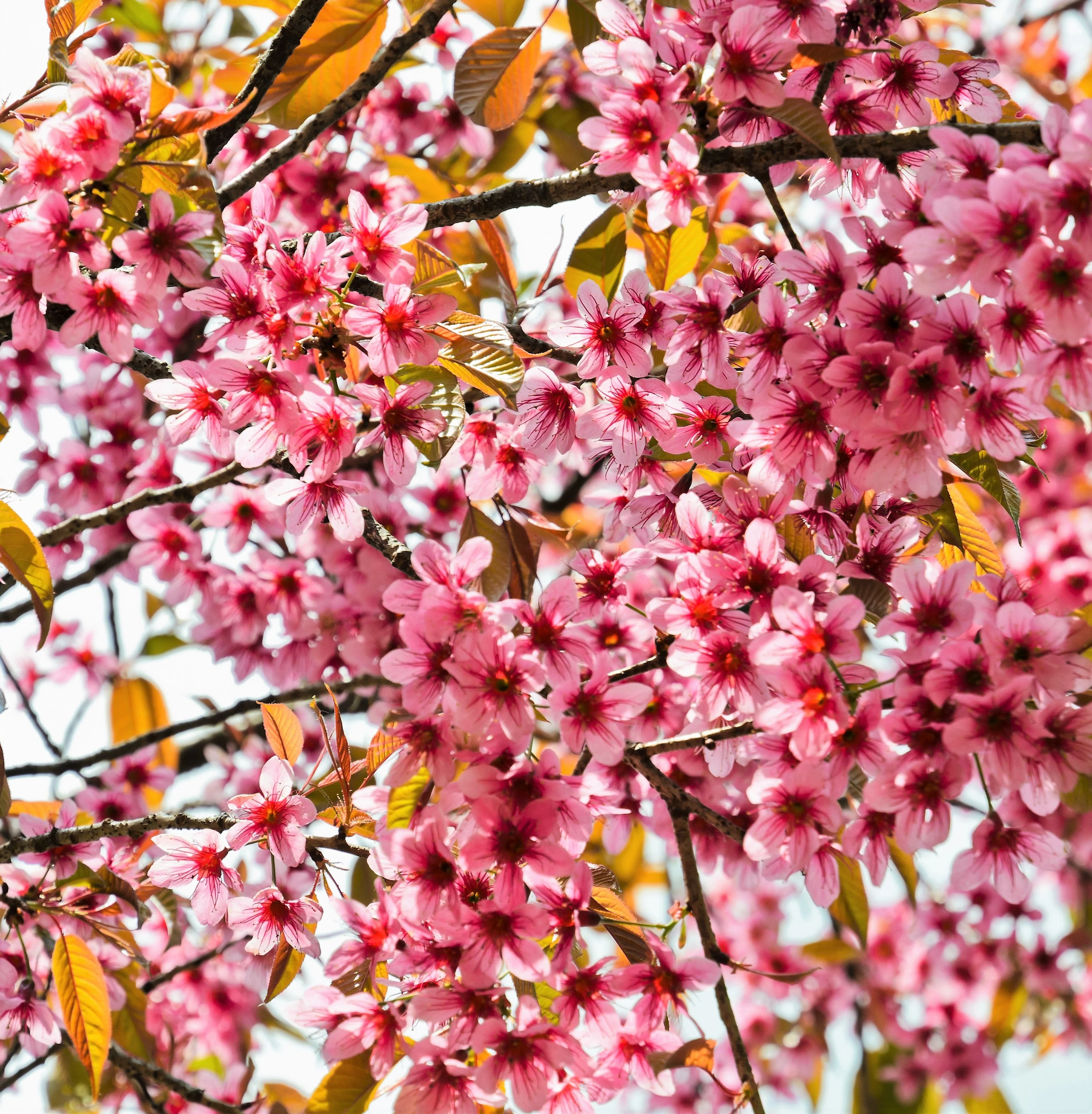 5 HIMALAYAN CHERRY Prunus Cerasoides Pink Flowers Red Fruit Tree Seeds - Image 15