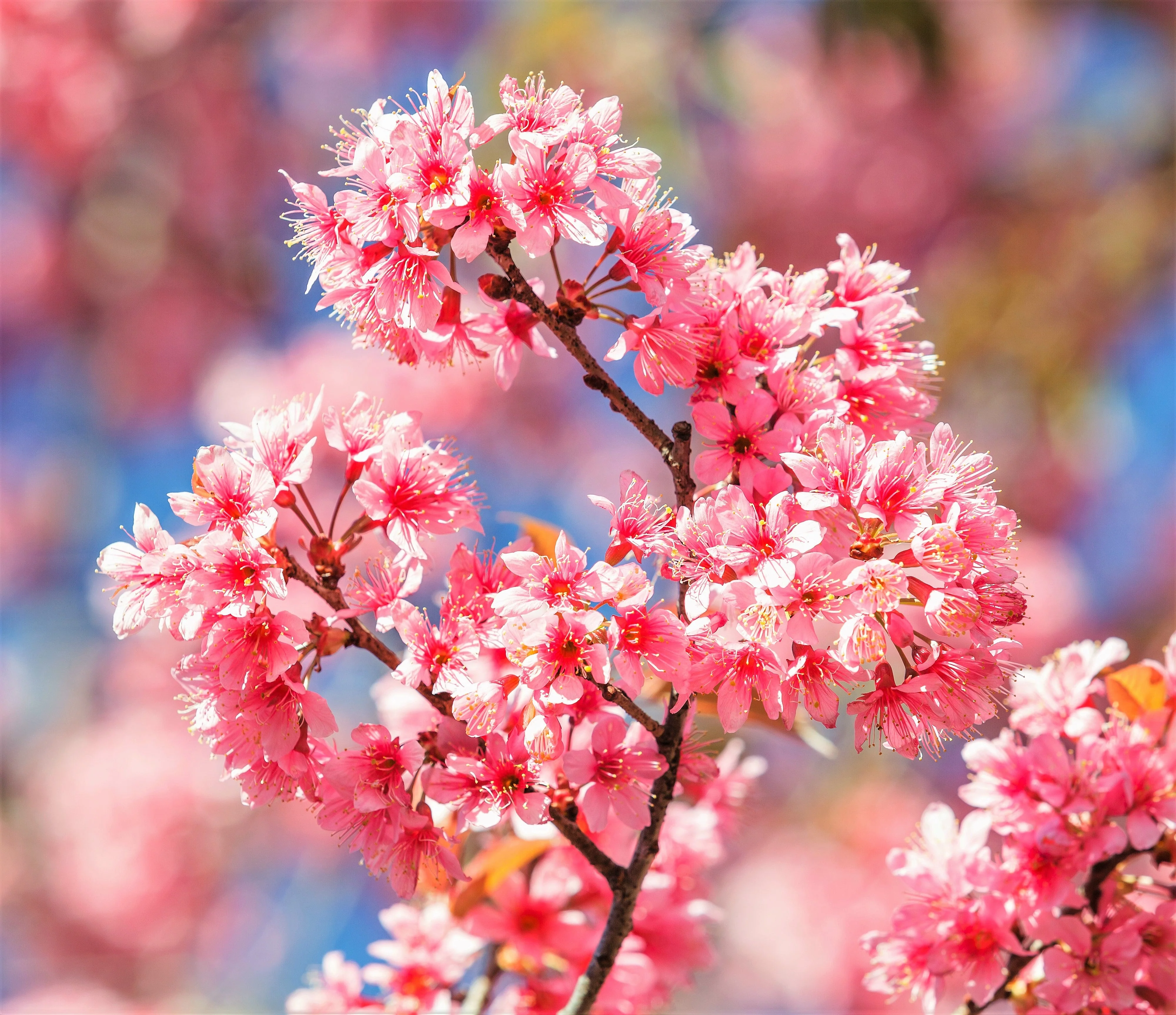 5 HIMALAYAN CHERRY Prunus Cerasoides Pink Flowers Red Fruit Tree Seeds - Image 16