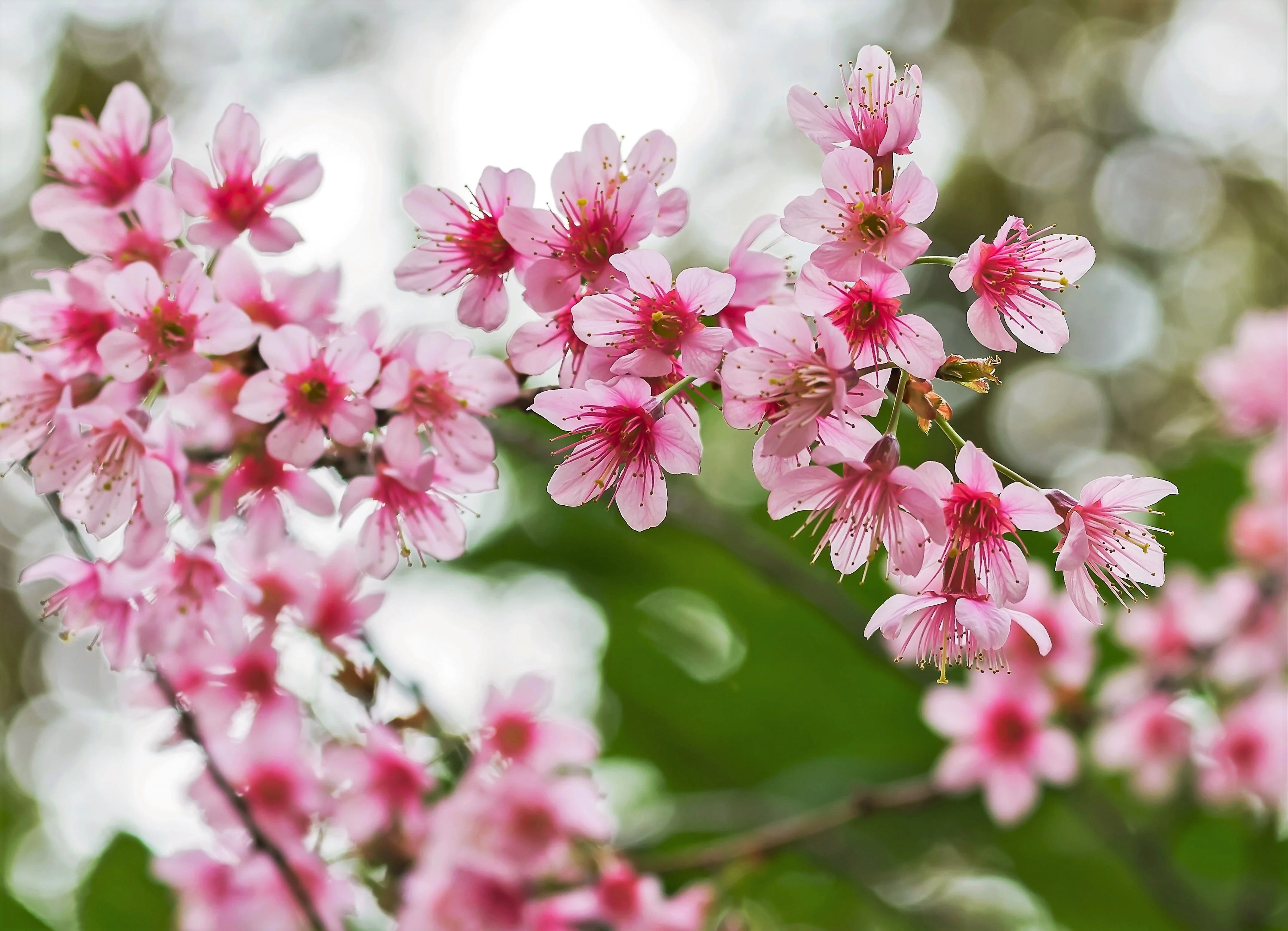 5 HIMALAYAN CHERRY Prunus Cerasoides Pink Flowers Red Fruit Tree Seeds - Image 2