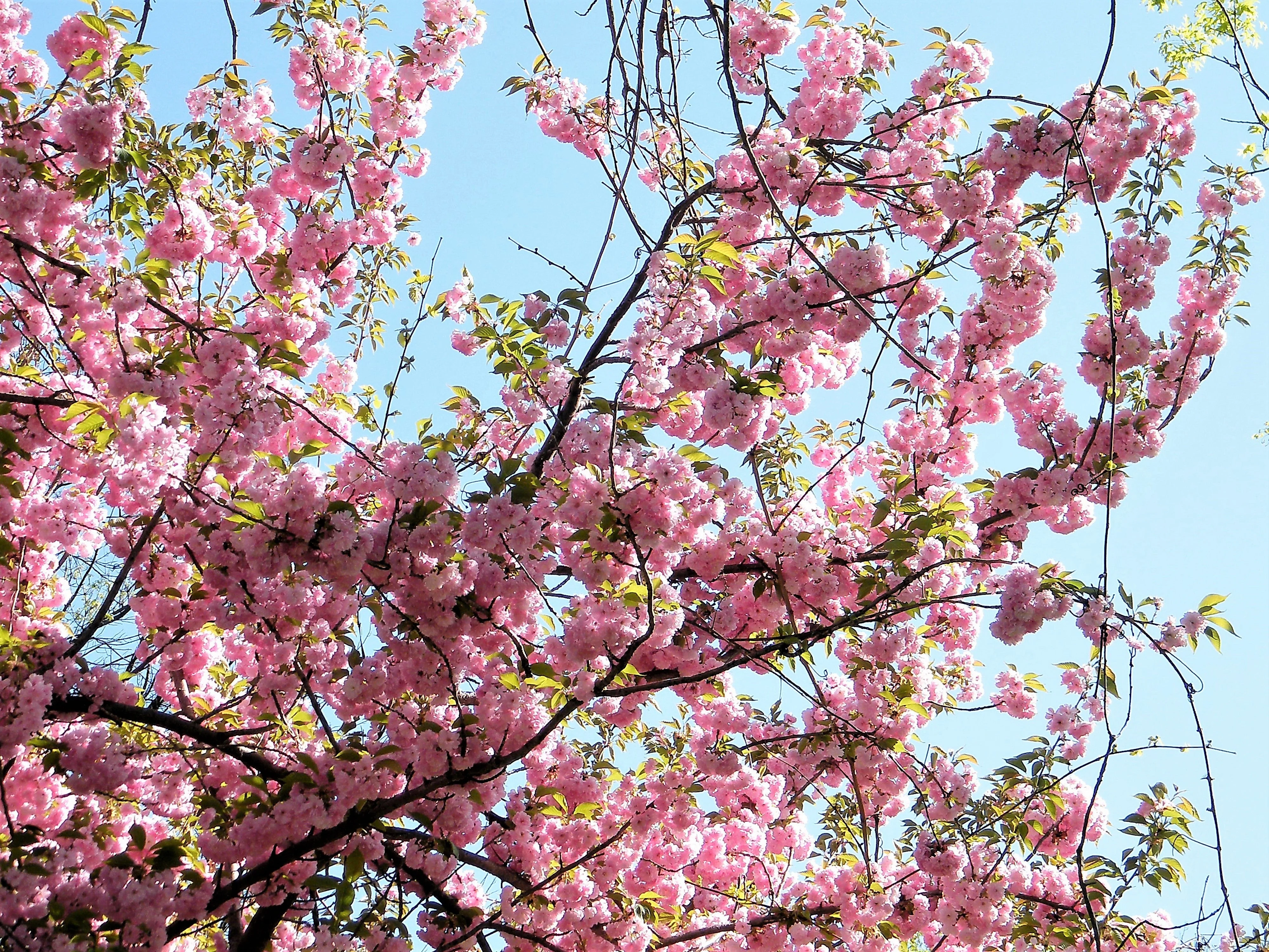 5 HIMALAYAN CHERRY Prunus Cerasoides Pink Flowers Red Fruit Tree Seeds - Image 3