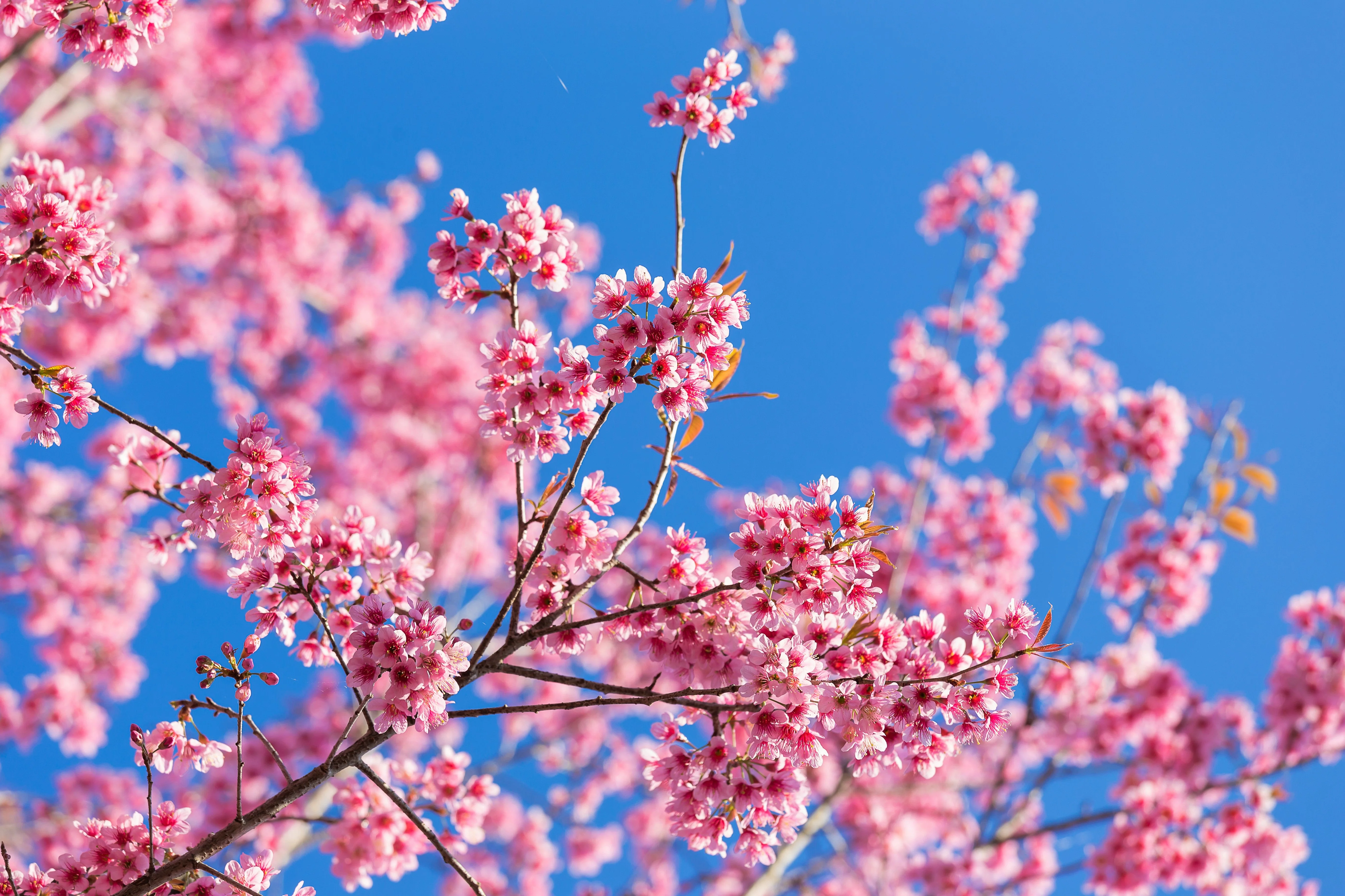 5 HIMALAYAN CHERRY Prunus Cerasoides Pink Flowers Red Fruit Tree Seeds - Image 4