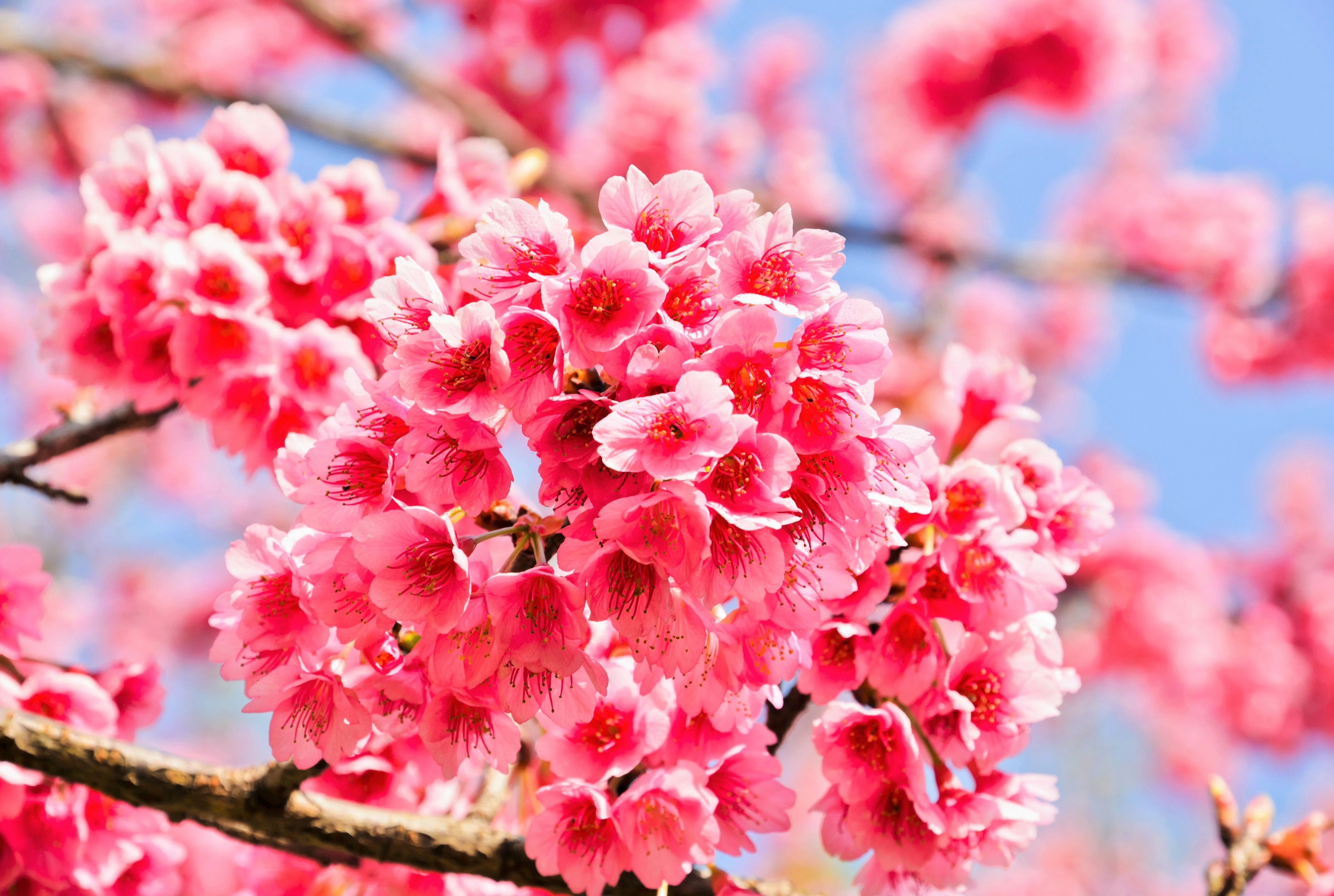 5 HIMALAYAN CHERRY Prunus Cerasoides Pink Flowers Red Fruit Tree Seeds - Image 5