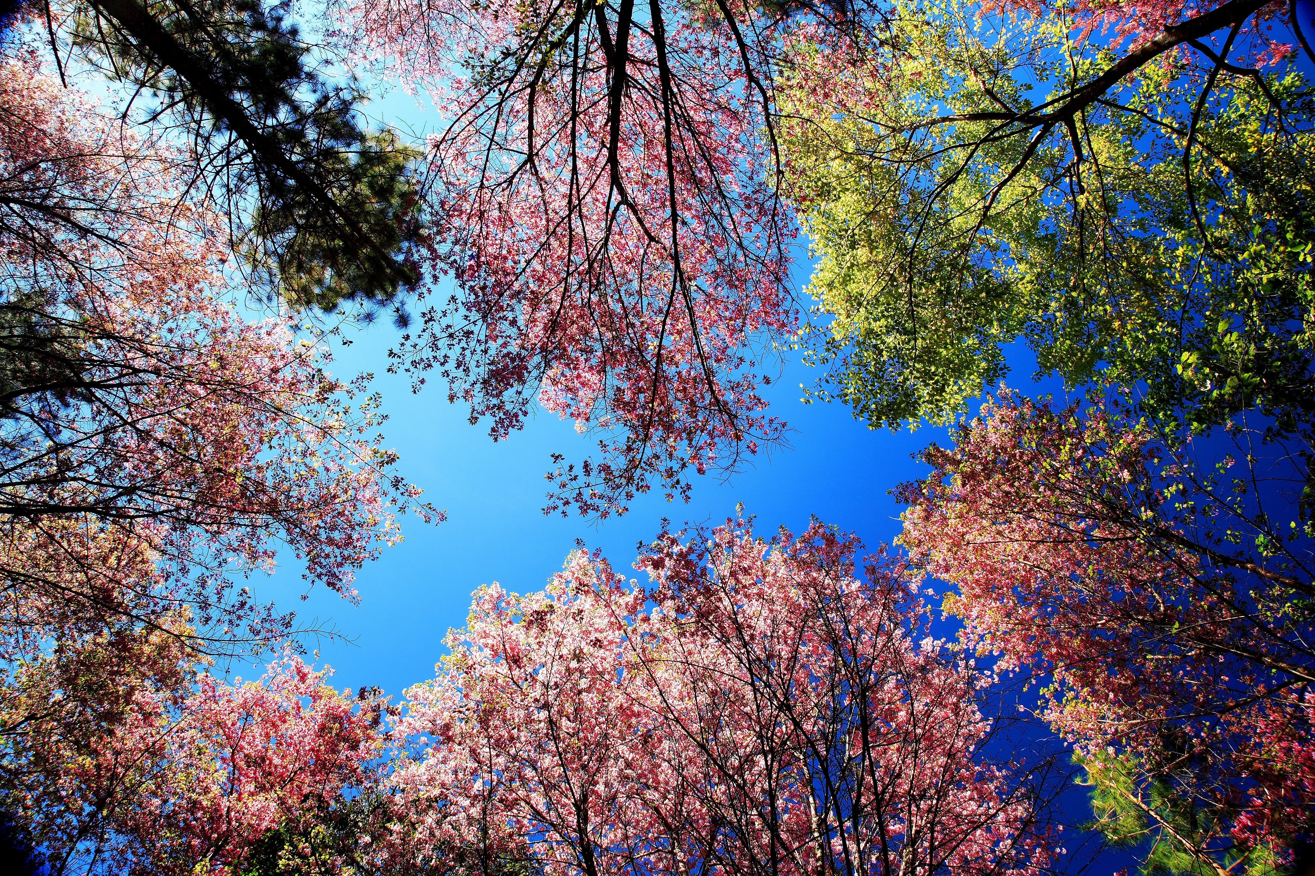 5 HIMALAYAN CHERRY Prunus Cerasoides Pink Flowers Red Fruit Tree Seeds - Image 6
