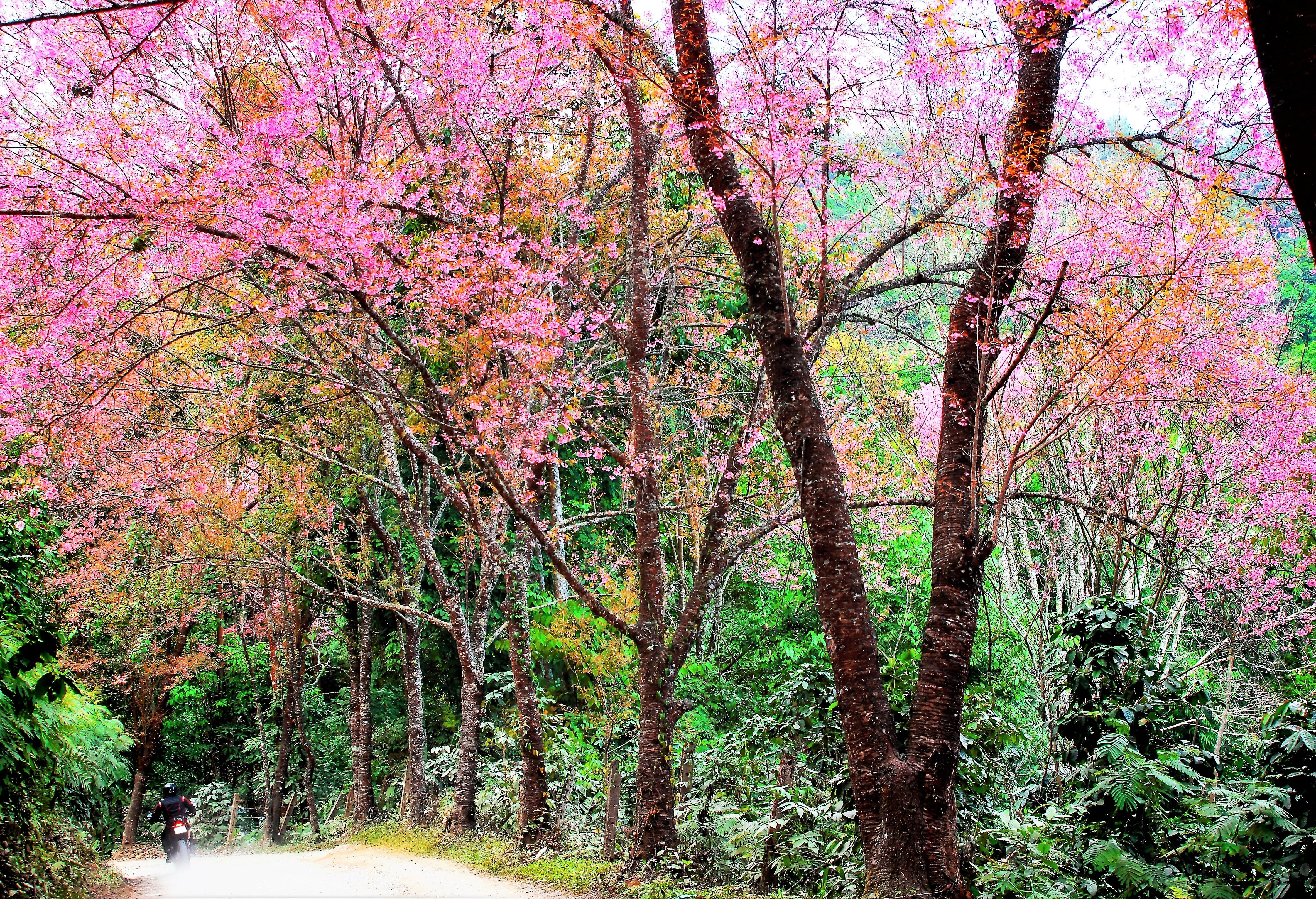 5 HIMALAYAN CHERRY Prunus Cerasoides Pink Flowers Red Fruit Tree Seeds - Image 7