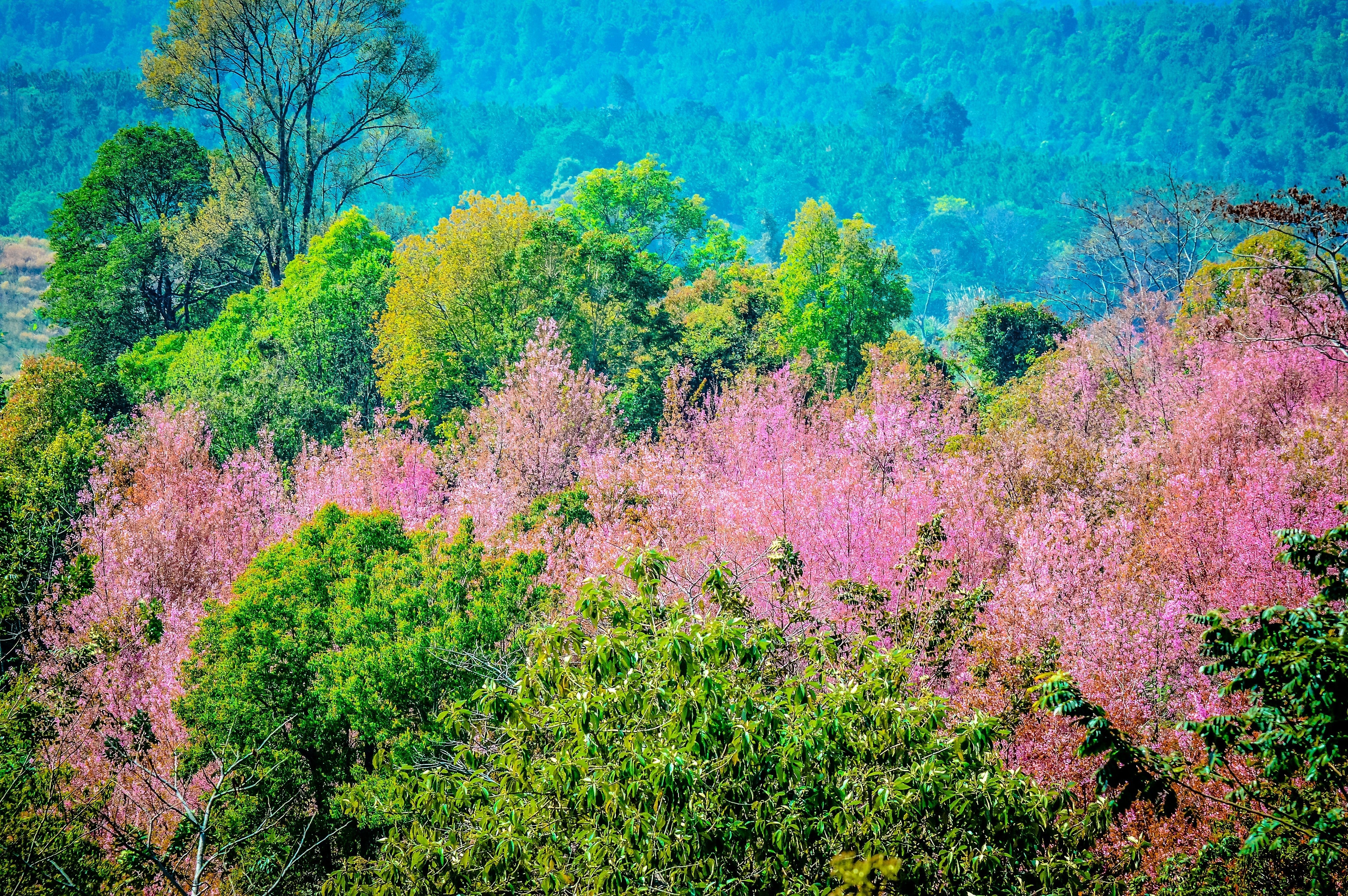 5 HIMALAYAN CHERRY Prunus Cerasoides Pink Flowers Red Fruit Tree Seeds - Image 8
