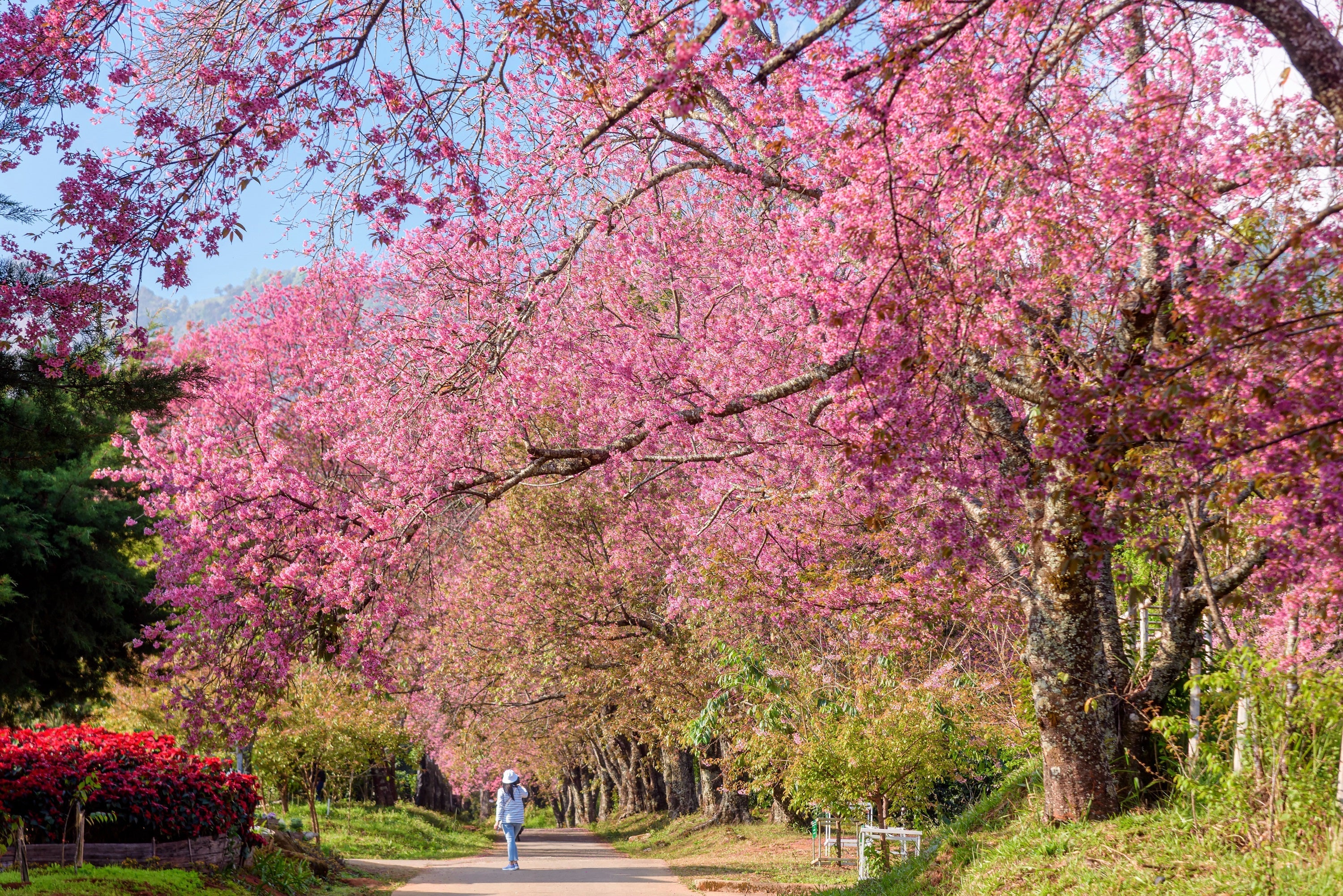 5 HIMALAYAN CHERRY Prunus Cerasoides Pink Flowers Red Fruit Tree Seeds - Image 9