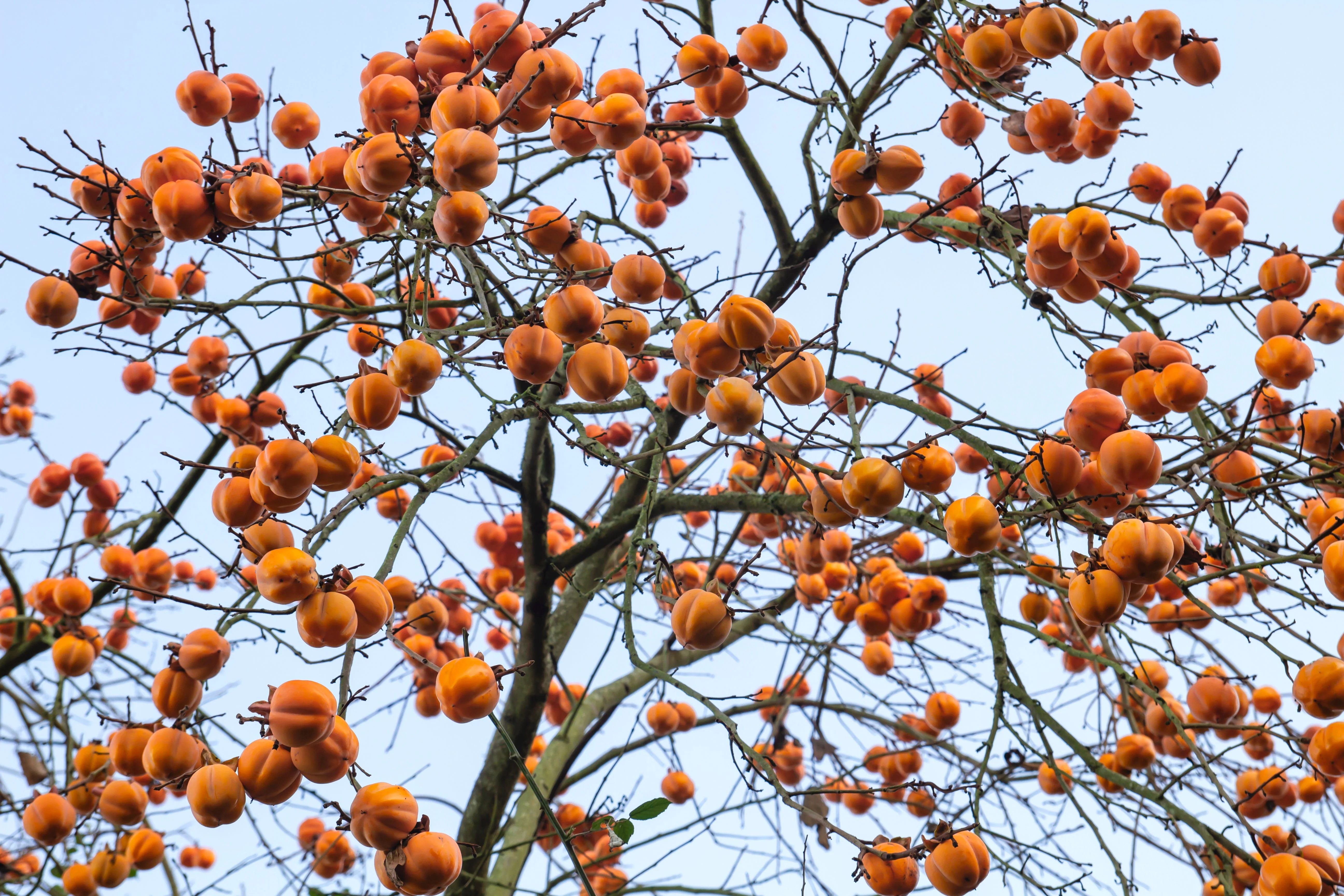 5 JAPANESE PERSIMMON Tree Asian Diospyros Kaki Orange Red Fruit Flower Seeds - Image 4