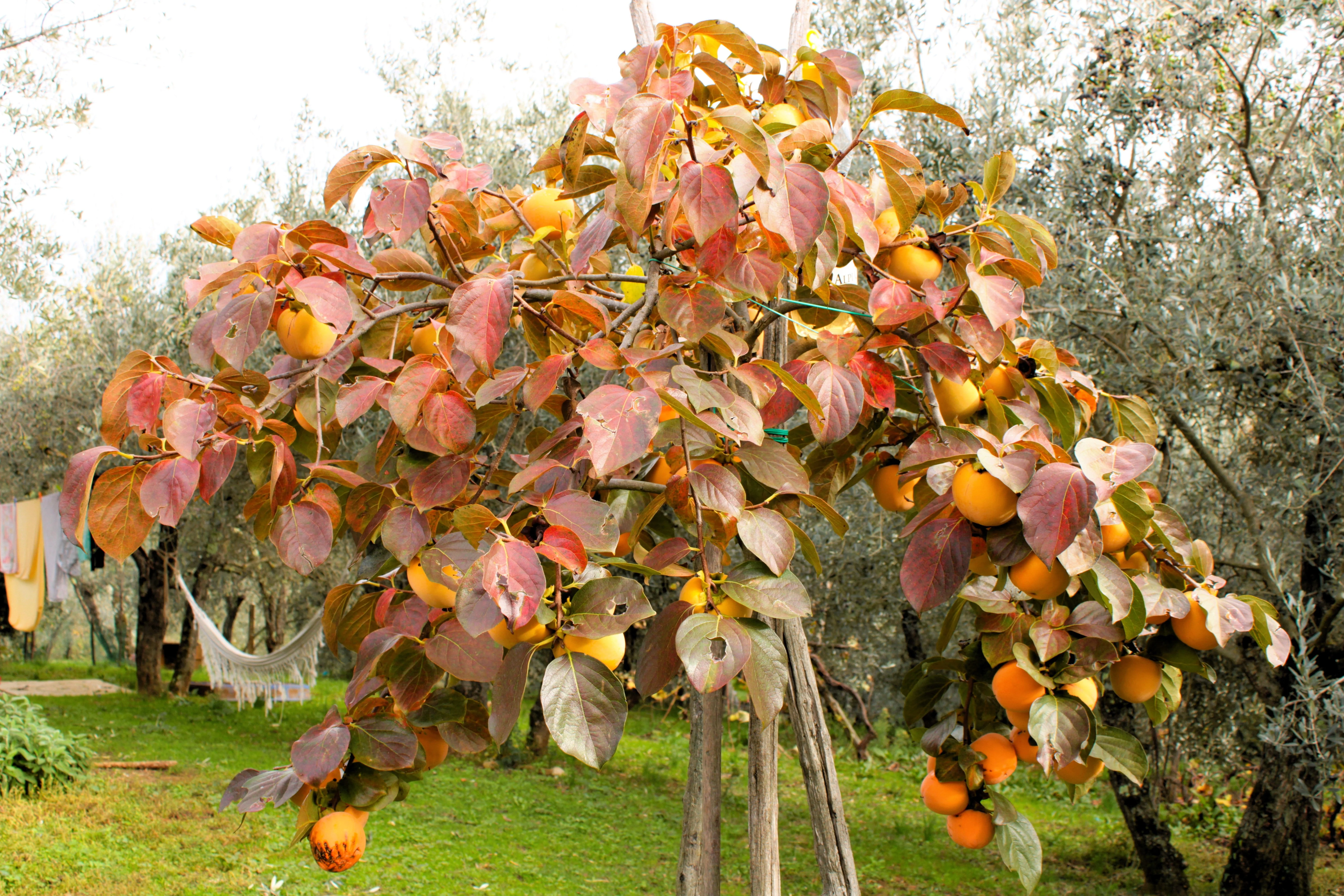 5 JAPANESE PERSIMMON Tree Asian Diospyros Kaki Orange Red Fruit Flower Seeds - Image 6