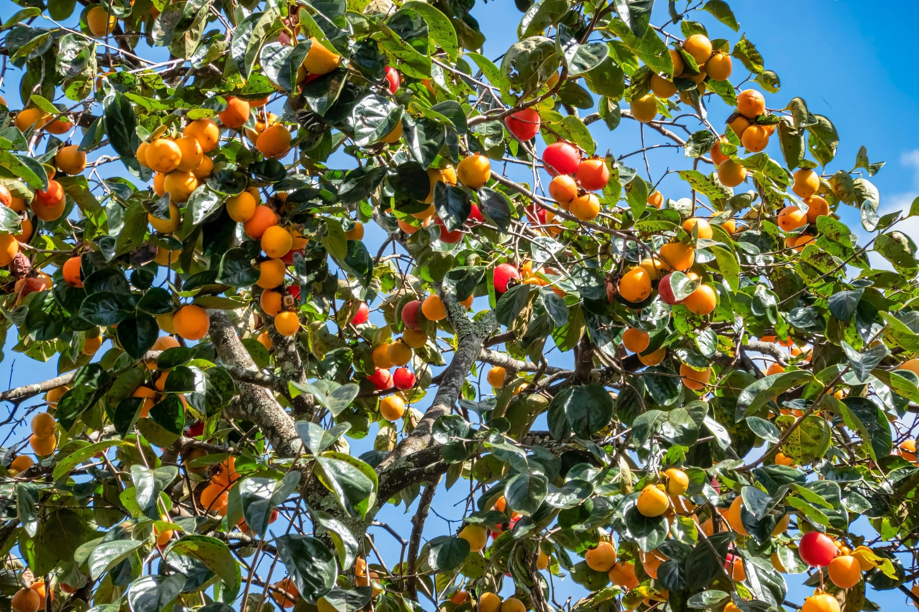 5 JAPANESE PERSIMMON Tree Asian Diospyros Kaki Orange Red Fruit Flower Seeds - Image 7
