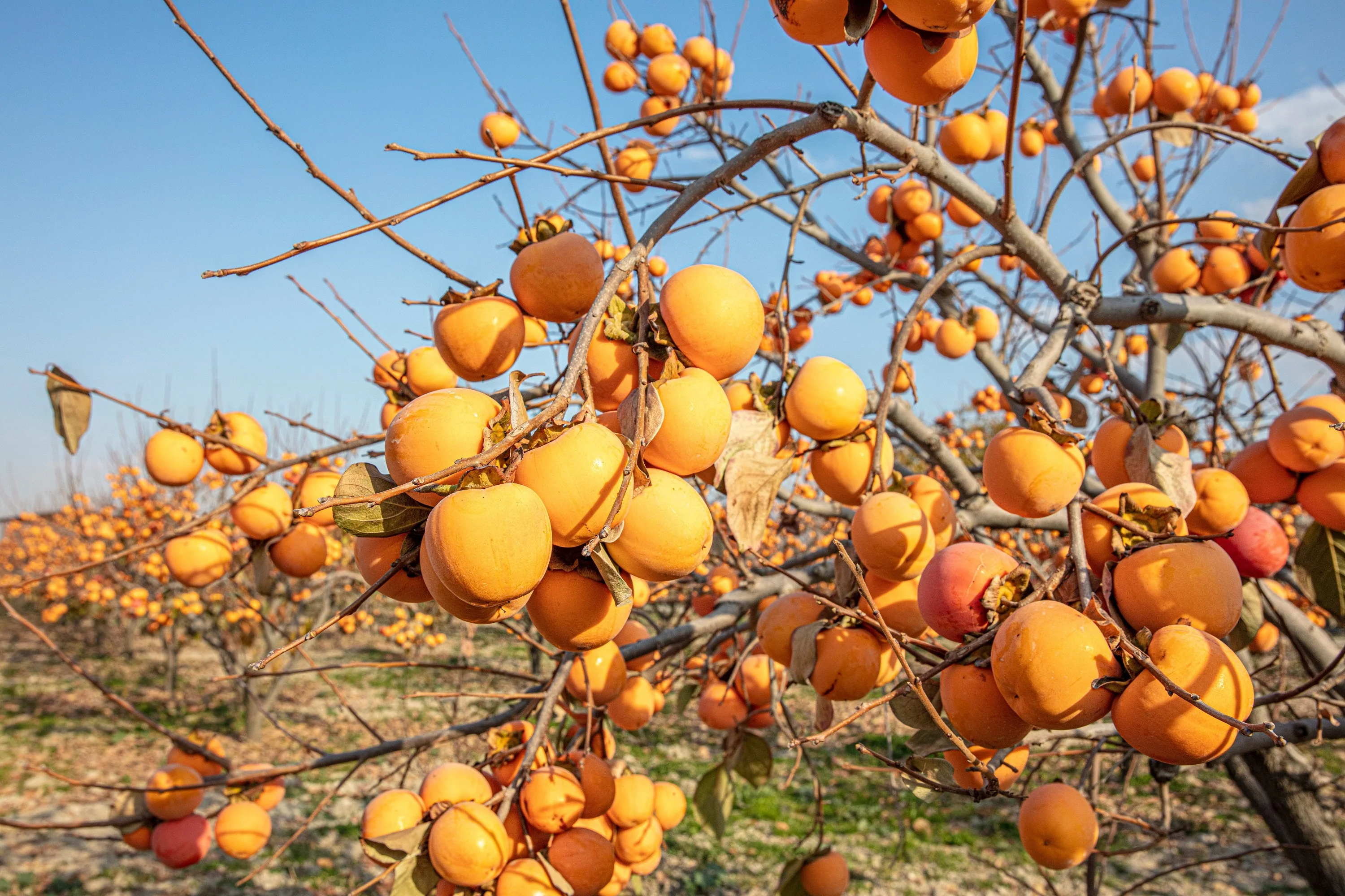 5 JAPANESE PERSIMMON Tree Asian Diospyros Kaki Orange Red Fruit Flower Seeds - Image 8