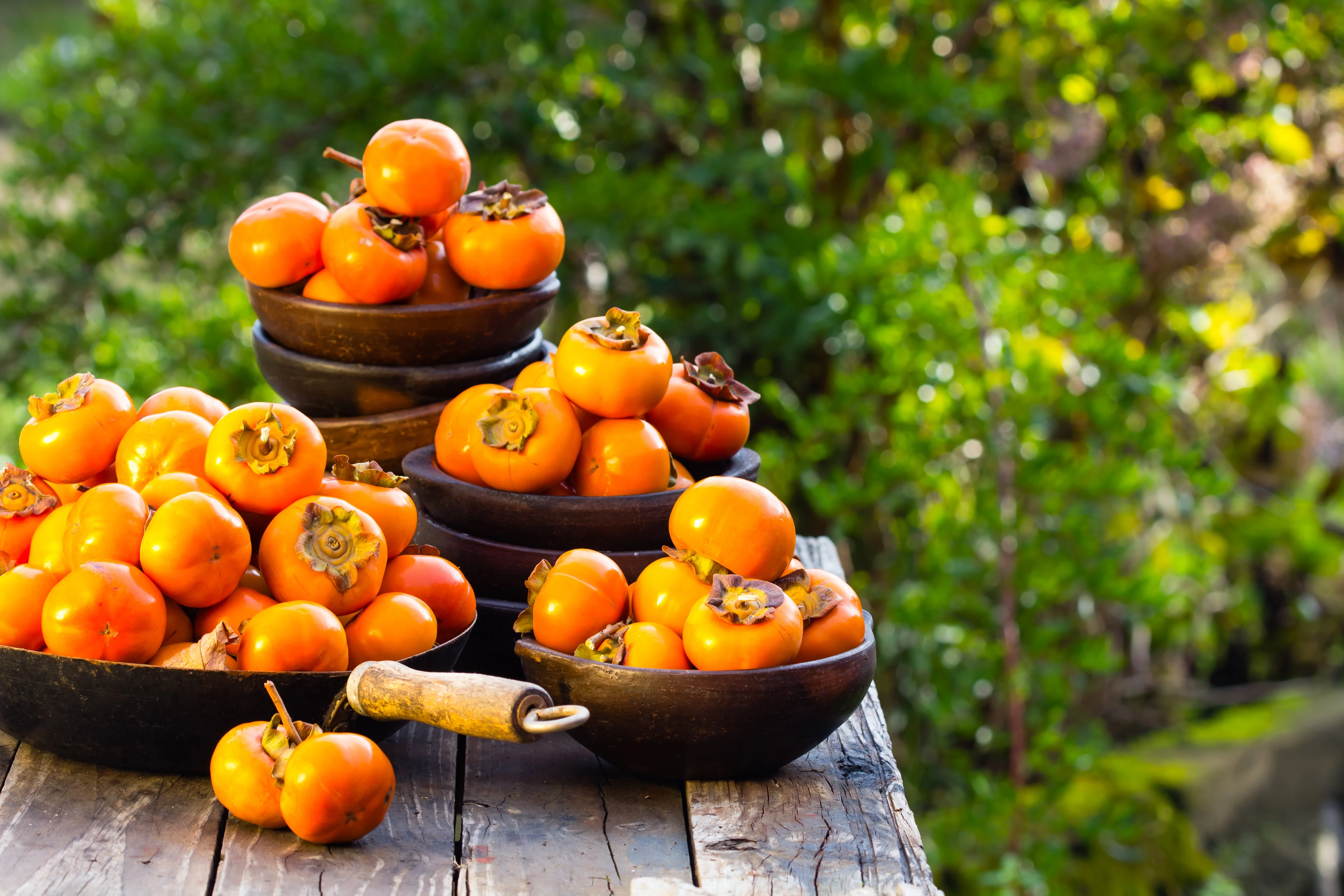 5 JAPANESE PERSIMMON Tree Asian Diospyros Kaki Orange Red Fruit Flower Seeds - Image 9