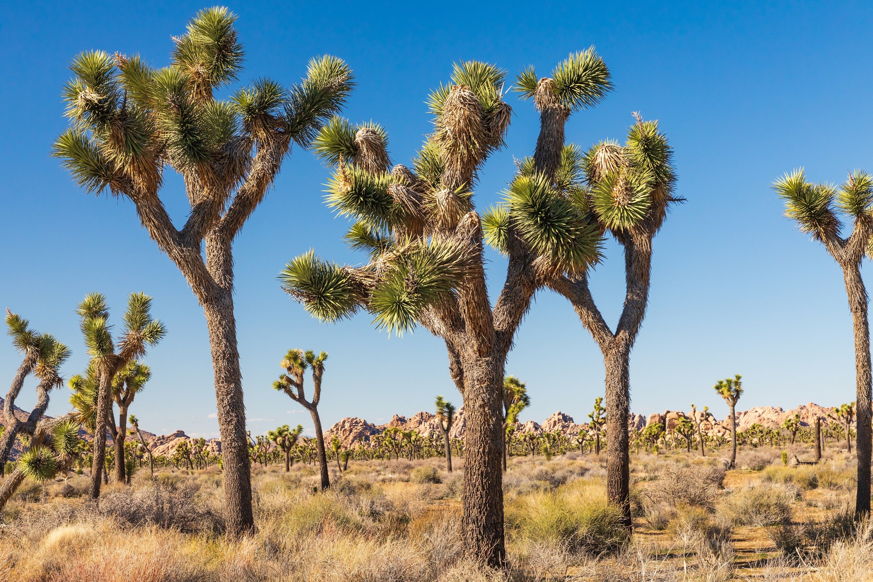 5 JOSHUA TREE Palm Tree Yucca Brevifolia White Flowers Cactus Succulent Seeds - Image 10