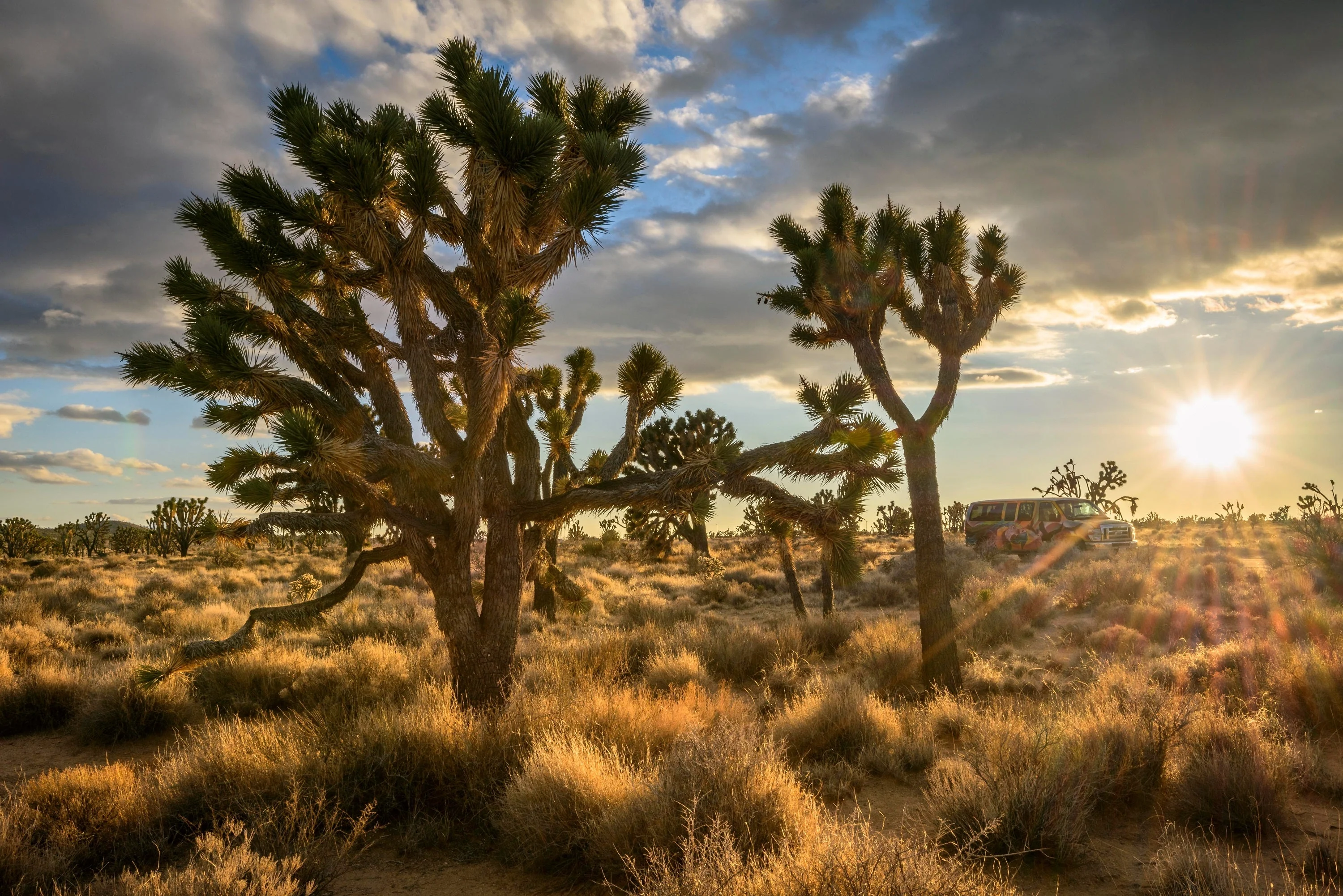 5 JOSHUA TREE Palm Tree Yucca Brevifolia White Flowers Cactus Succulent Seeds - Image 11